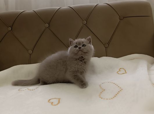 minik yavru yeni yuvası için sabırsız