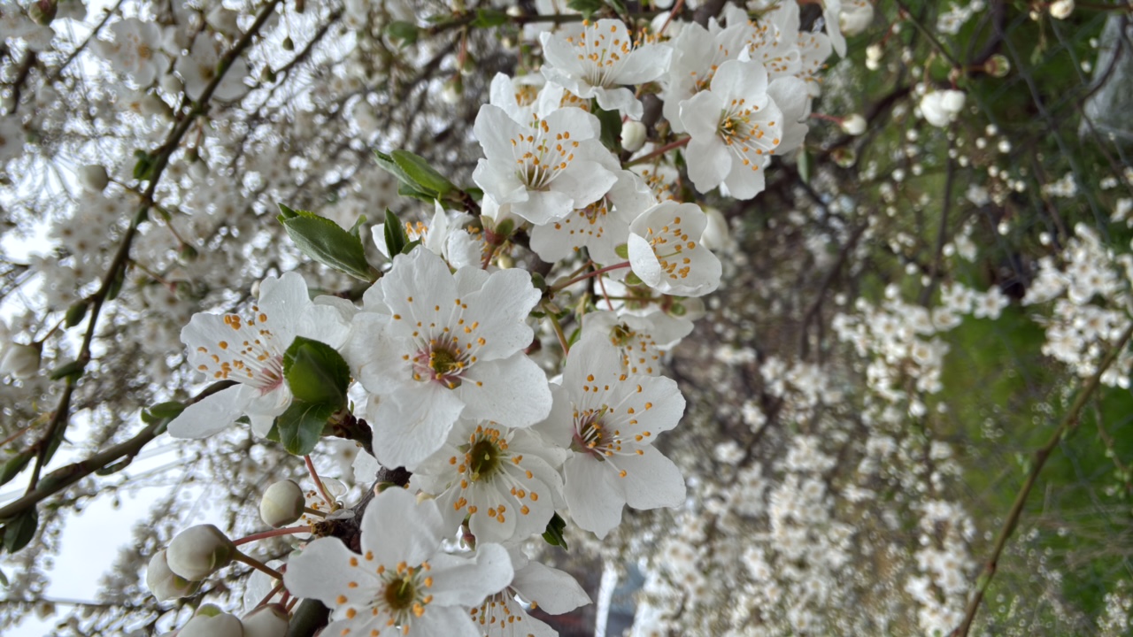 1dAkqHEfP9TorYL0dEOSaSpMTvn1