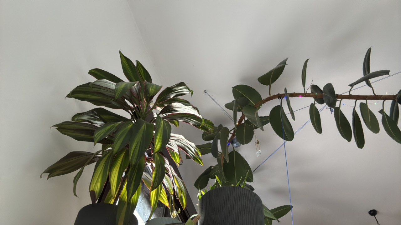 Furry Purry 🌱's profile picture