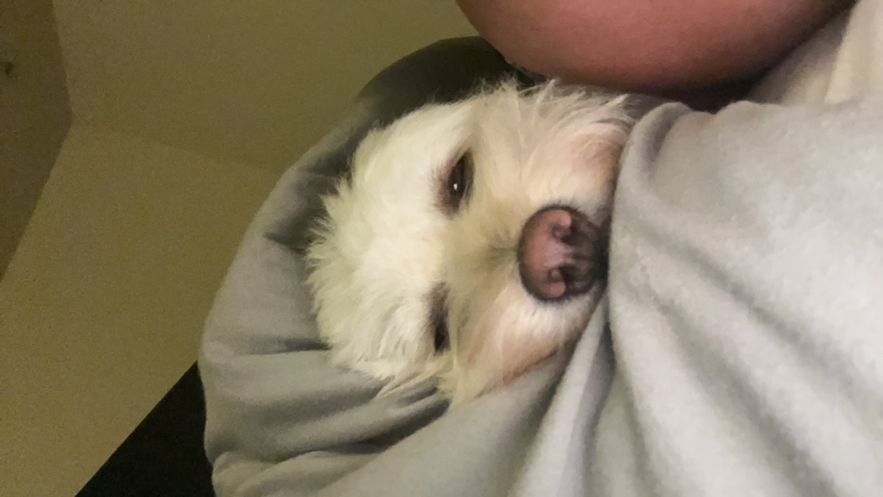 SS's profile picture