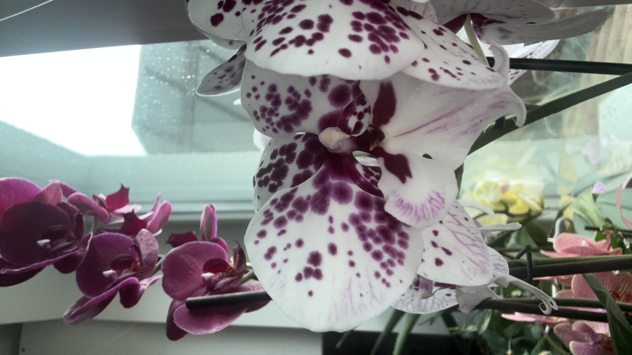 5ctQFRAyQDdixPsshOpecv8xle03