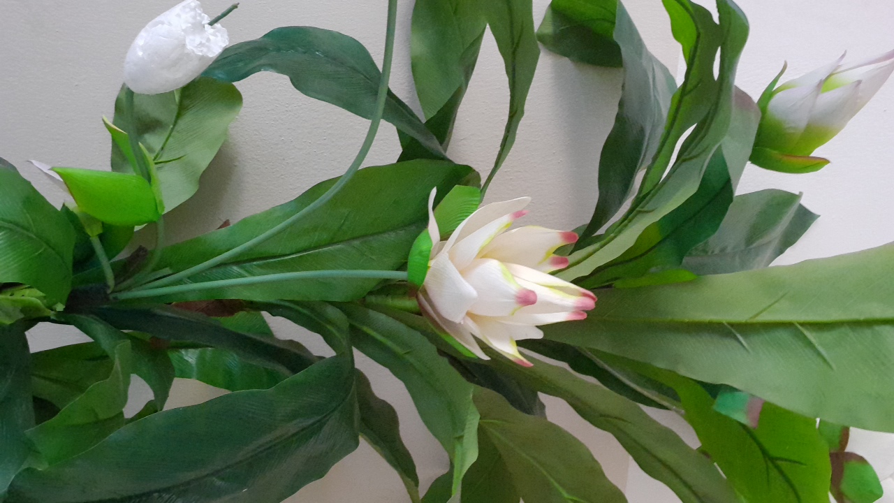 FM-CaDQC3's profile picture