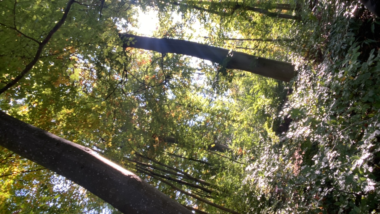 FM-WF7Em1's profile picture