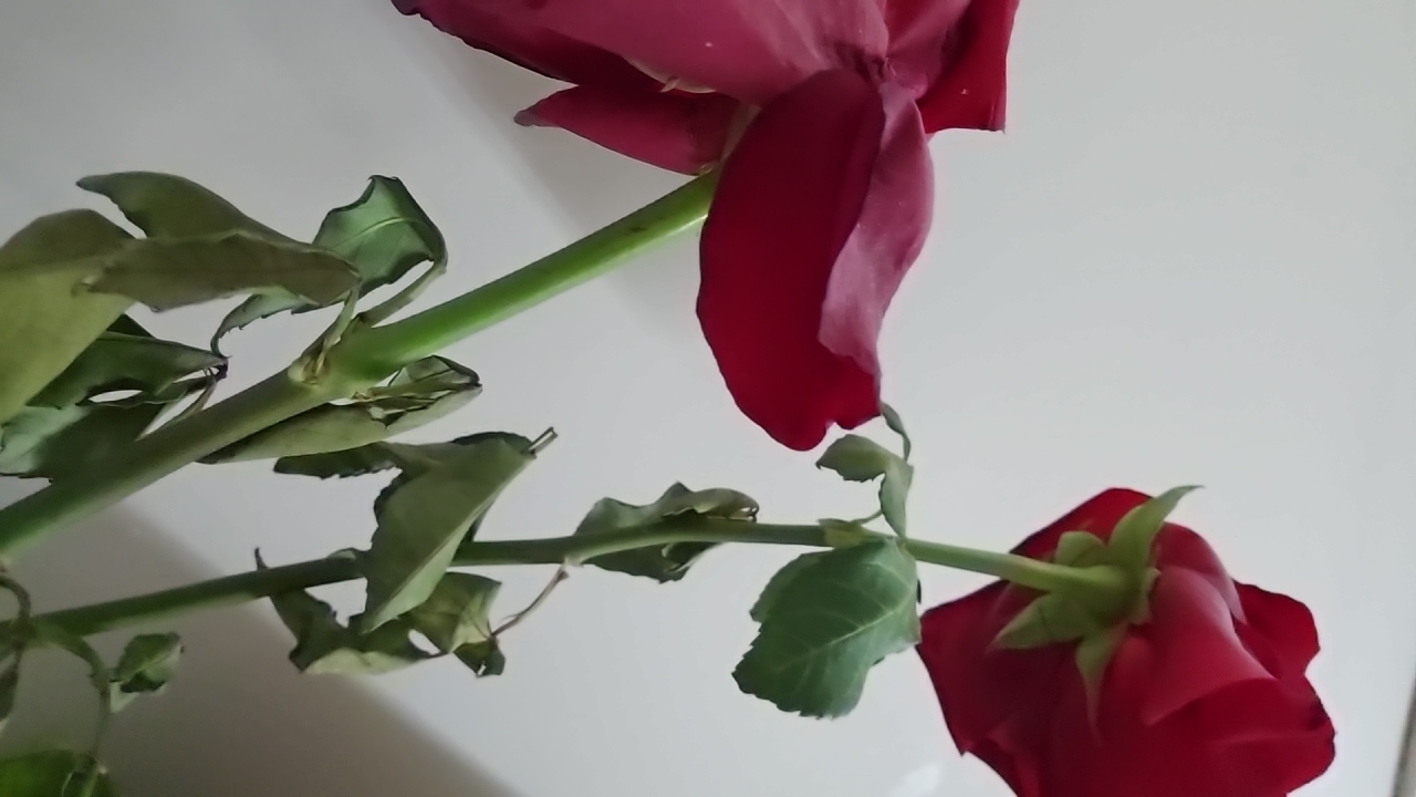 7rmQVY2F33USFNCltUu9N1lg7JG2