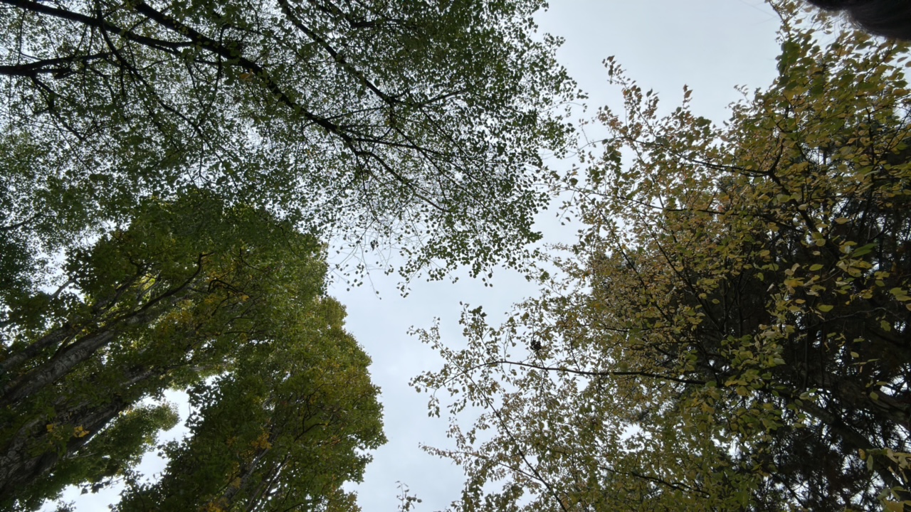 HIELOLOCO's profile picture