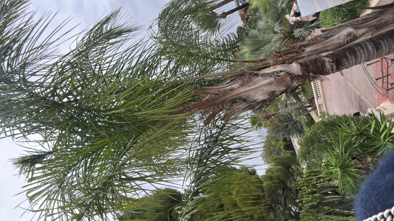 FM-SDjC03's profile picture