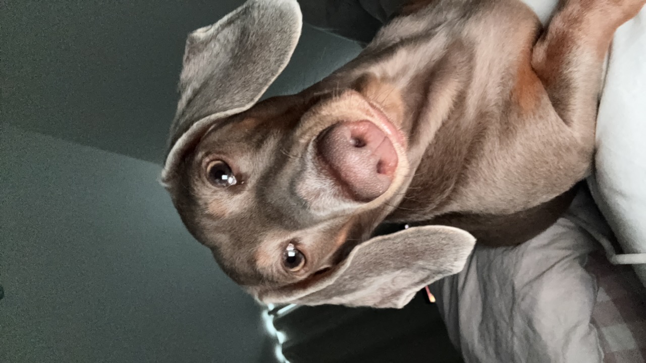 Lurepurr's profile picture