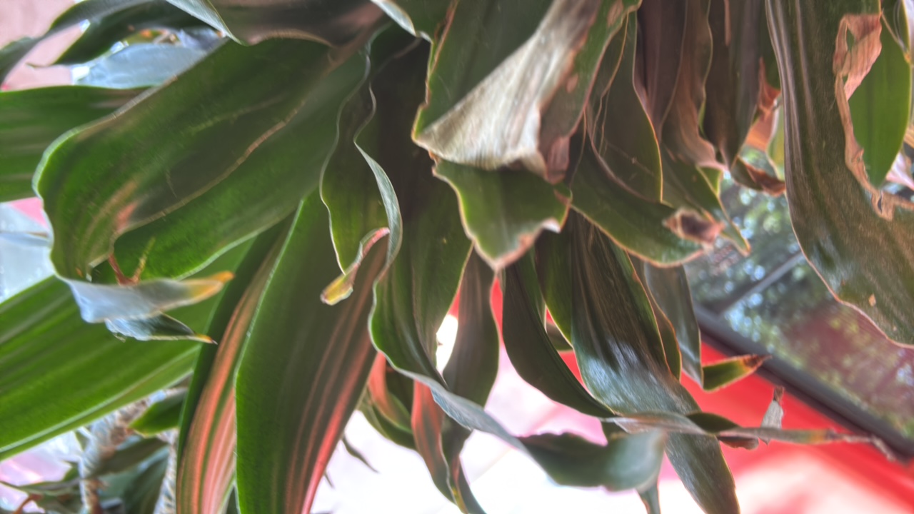 arms's profile picture
