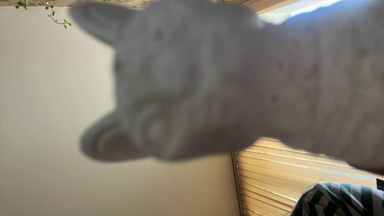 WqCypCbbS2hvfWji0GxHjYOqWX52