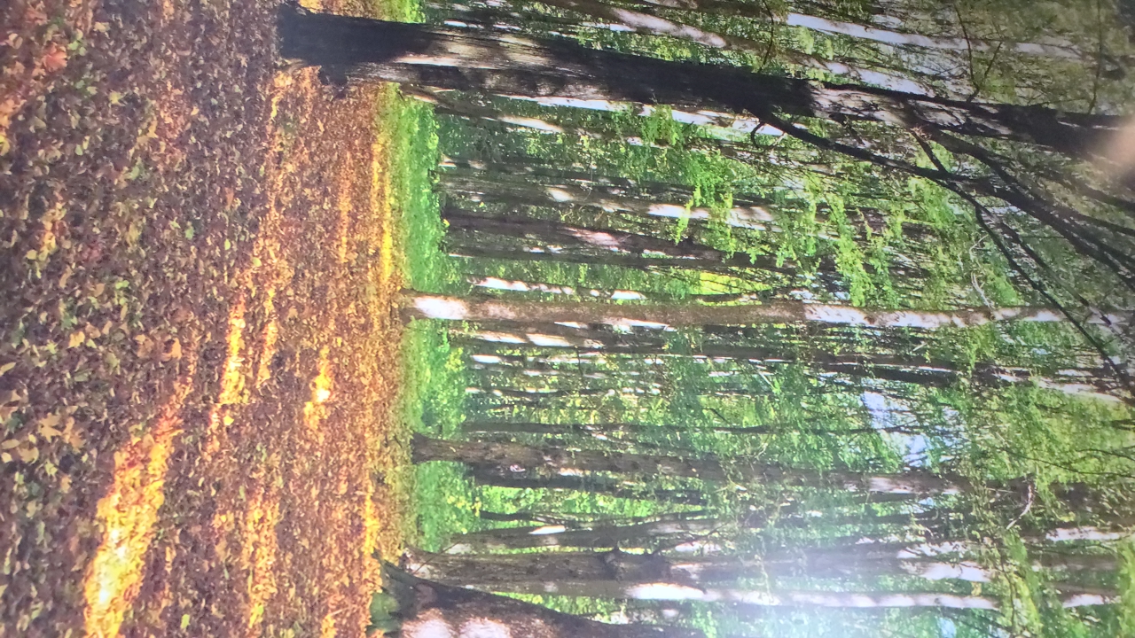 Durantia's profile picture