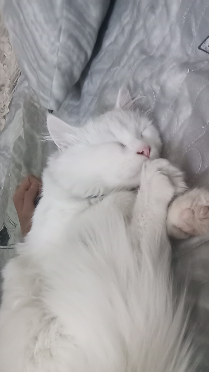 BoBo--CAT's profile picture