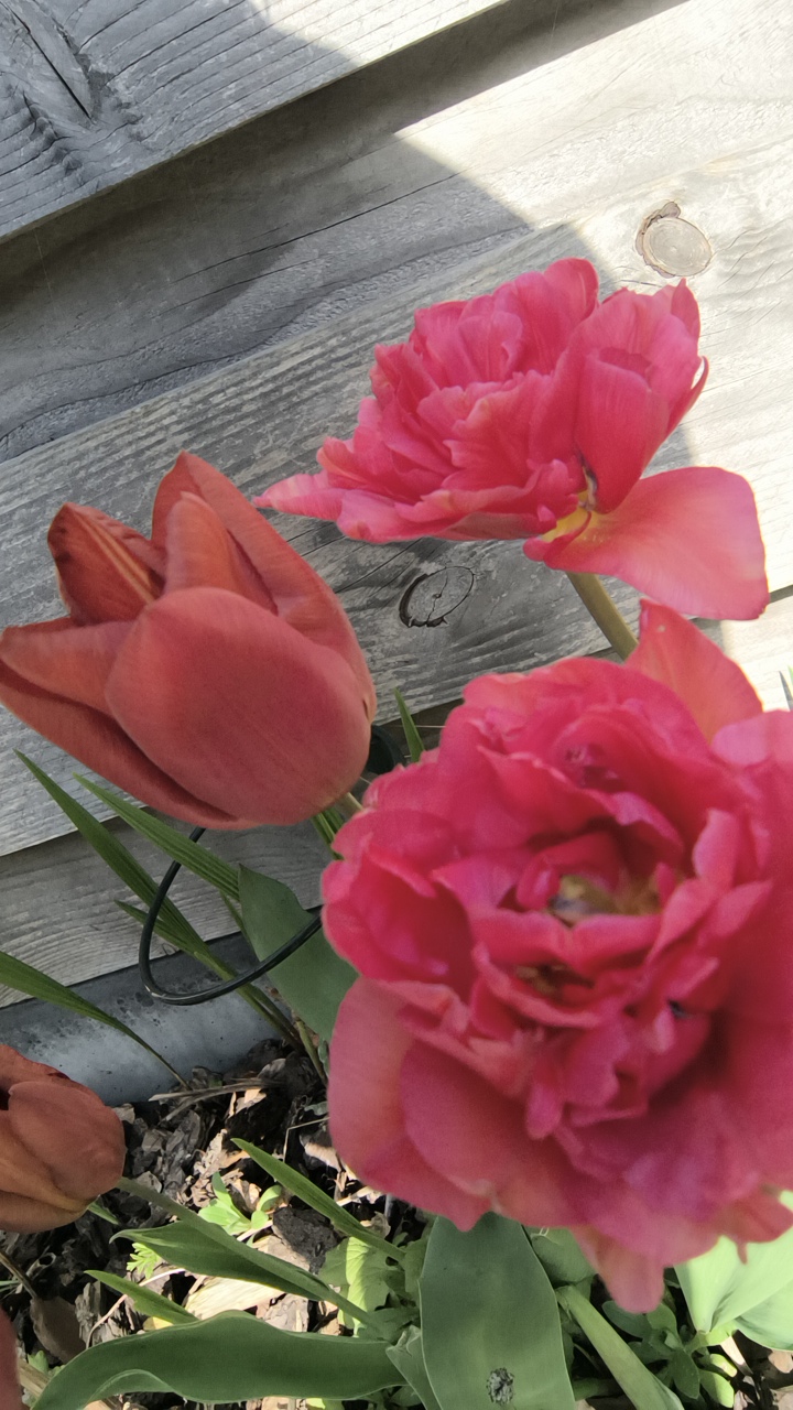 p4VpE28FsyWIepyY4orNaupJq9d2