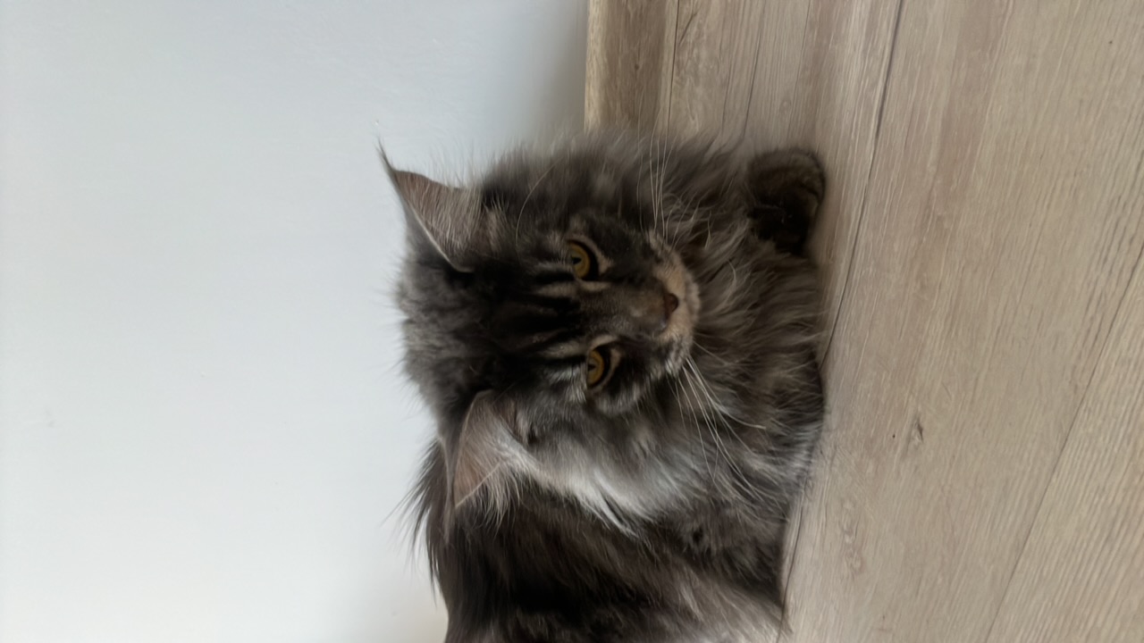vEBndZgAlVZEPtlMLVMD9NOjQ322