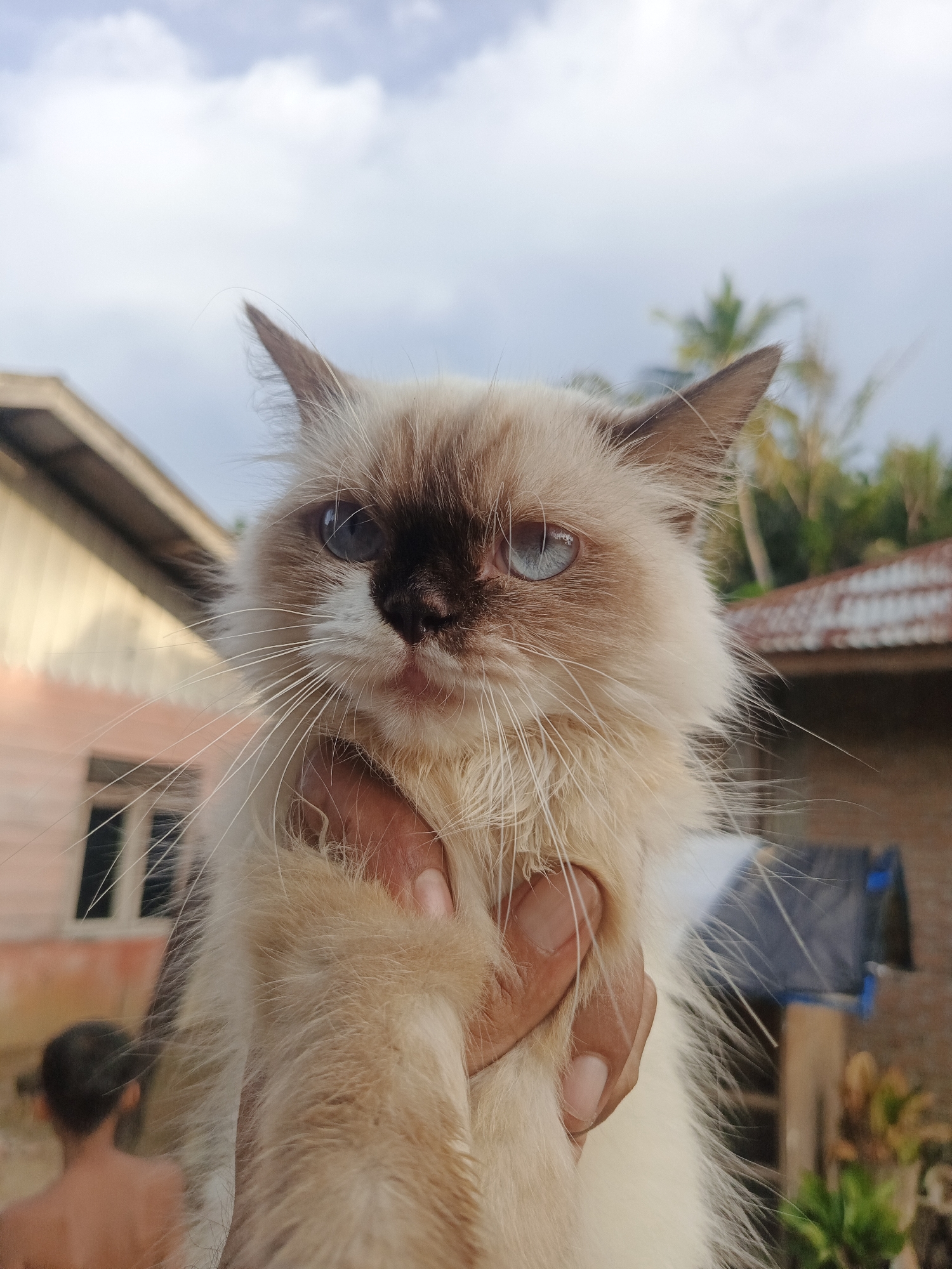 In Lhokseumawe, Indonesia, a person's hand gently holds a fluffy Himalayan cat with striking blue eyes. The cat's fur is a mix of white and light brown, with distinct darker points on its ears and face. The background reveals a typical Indonesian residential setting with houses, palm trees, and a cloudy sky. The sun is shining, casting a soft light on the scene. The image appears to have been taken outdoors, possibly in a village or suburban area.
