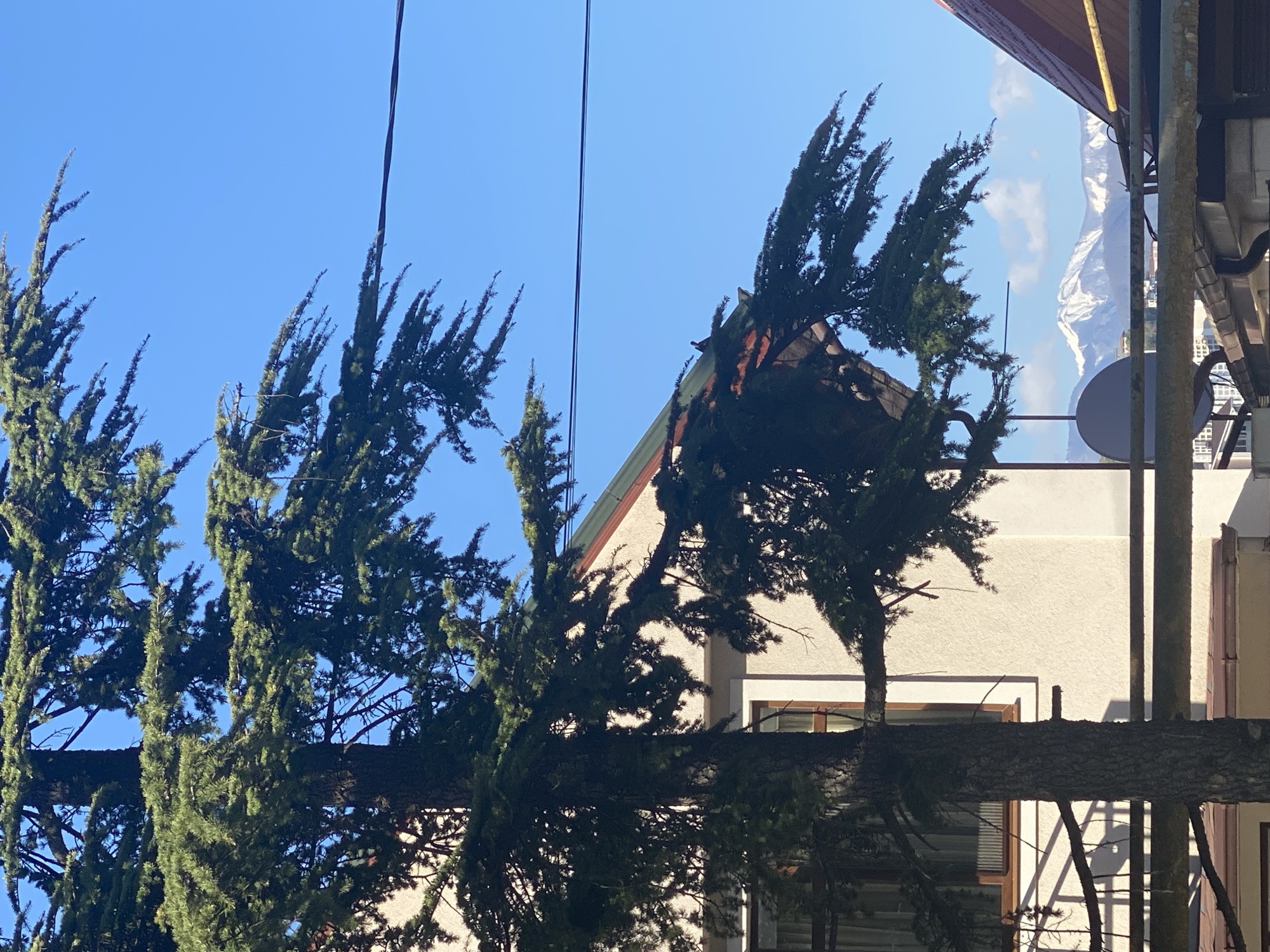 The image captures an upward-angled view of a daytime outdoor scene, dominated by dense, dark green coniferous trees against a clear, brilliant blue sky. A prominent, thick tree trunk with abundant foliage stretches horizontally across the midground, with other branches and tops of trees filling the left and central parts of the frame. Several thin, dark utility lines or cables are strung across the upper sky.
In the background, a light-colored building with a distinctive reddish-brown tiled roof is partially visible, peeking through the tree canopy. A window with a wooden or dark frame can be seen on the building's facade. To the far right, majestic snow-capped mountains stand against the horizon, partially obscured by fluffy white clouds, hinting at an alpine or subalpine setting. A dark, circular satellite dish is affixed to the building, positioned below the mountains. The bright illumination confirms it is daytime with clear, sunny weather. There are no people visible, nor any discernible text. The scene offers a blend of natural greenery, architectural elements, and striking mountainous scenery, indicative of a location such as Sochi, Russia.