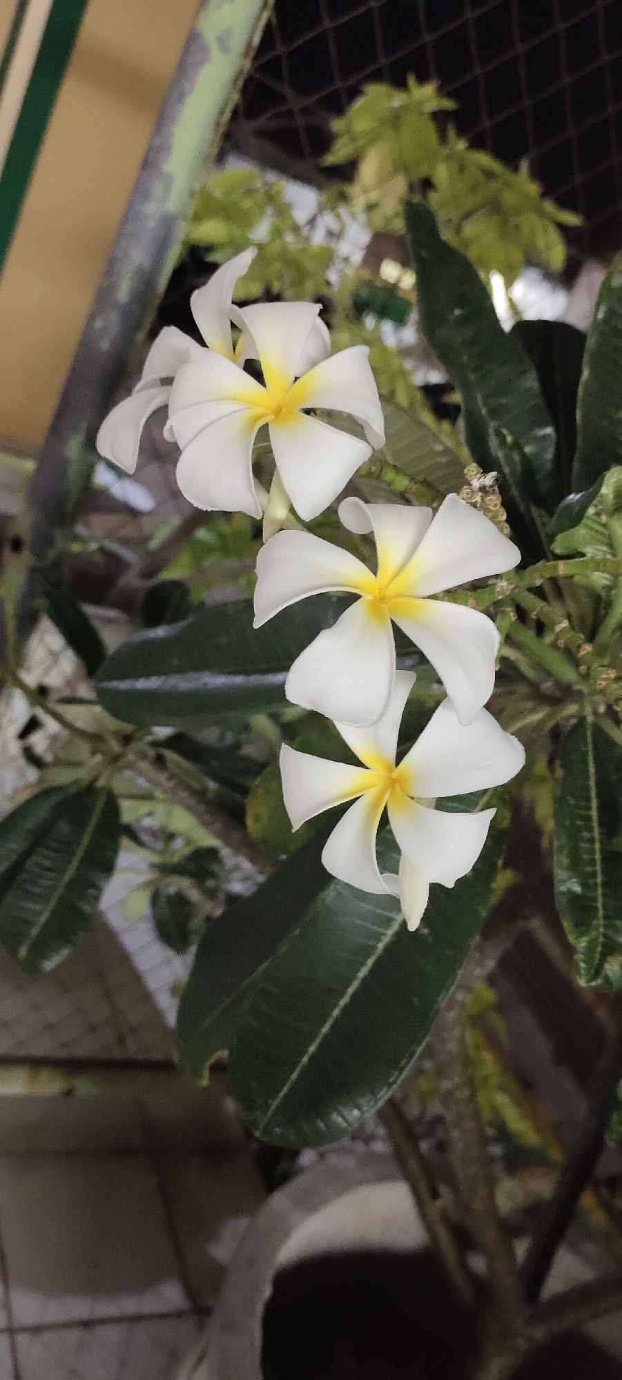 In Lhokseumawe, Indonesia, a close-up shot showcases a cluster of white Plumeria flowers, also known as Frangipani, with yellow centers. The flowers are arranged vertically on a branch, with a few dark green leaves also visible. The background is a blur of green foliage and a dark, possibly metallic, fence. The lighting suggests it might be evening or a dimly lit area. There are no people or discernible actions in the image. The scene appears to be an outdoor setting, potentially a garden or yard.