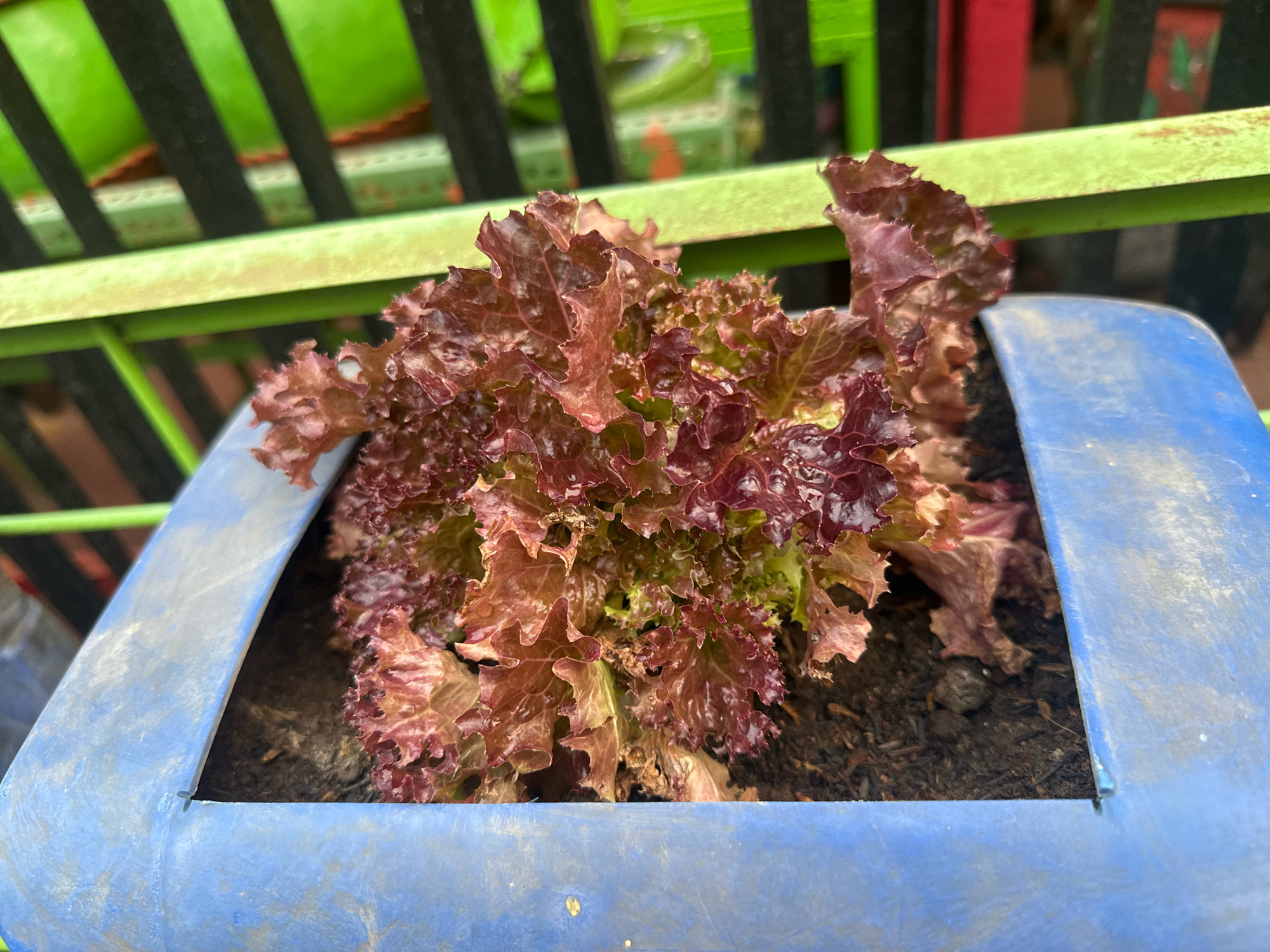 A close-up, high-angle shot shows a plant of red leaf lettuce growing in a blue plastic container. The lettuce has frilly, red-tinged leaves and appears to be healthy. The container is filled with dark soil. Behind the container, a green metal fence or railing is visible, with some reddish-colored elements further in the background. The lighting suggests an outdoor setting, possibly a garden or balcony. The overall scene is simple and focused on the plant.