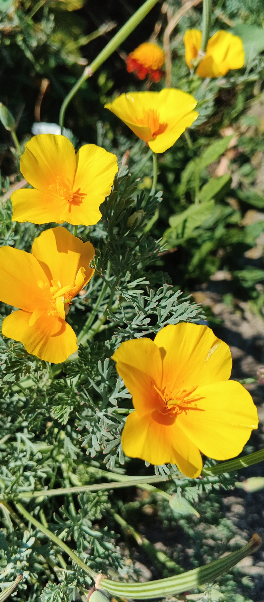The image displays a close-up view of several vibrant yellow California poppies (Eschscholzia californica) in bloom. The flowers are characterized by their delicate, cup-shaped petals and their bright orange centers. They are nestled among feathery, grey-green foliage. In the background, other yellow and orange flowers are visible, some slightly out of focus, suggesting a garden setting. The sunlight illuminates the flowers, creating distinct shadows and highlighting the texture of the petals and leaves. The ground beneath the plants appears to be a mixture of soil and small stones. The scene is captured in a vertical orientation, with the poppies occupying the majority of the frame. The image does not contain any people or specific landmarks to identify a location within the city of Smila, Ukraine, or any other geographical area.