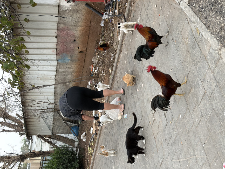 The image depicts an outdoor urban scene in Tel Aviv-Yafo, Israel, centered around an individual feeding animals. A person, viewed from behind, wears a dark patterned short-sleeved top, black capri leggings, dark gloves, and flip-flops, bending forward over a paved sidewalk. Near their feet are a clear plastic bag, possibly containing food, and a white disposable cup.
Surrounding the individual are multiple animals:
* Six cats are visible: one black cat with white paws walking on the sidewalk, one orange tabby cat crouched near the person, one light orange cat to the left, and three black-and-white cats (two facing the person, one further back in the dirt patch).
* Three roosters are present: two in the foreground on the paved sidewalk, displaying dark plumage with reddish-brown bodies and prominent red combs, and one further back in the dirt patch.
The immediate environment consists of a grey tiled sidewalk bordering a dirt strip filled with scattered refuse, including plastic bags, paper, and debris. Beyond the dirt strip is a building or structure with a corrugated metal upper section and a concrete base, exhibiting graffiti in blue and red. Bare-branched trees and some green foliage are visible behind the structure, and a red fire hydrant stands to the far right. The overall sky appears overcast. The animals are clustered near the person, suggesting an interaction involving feeding.
