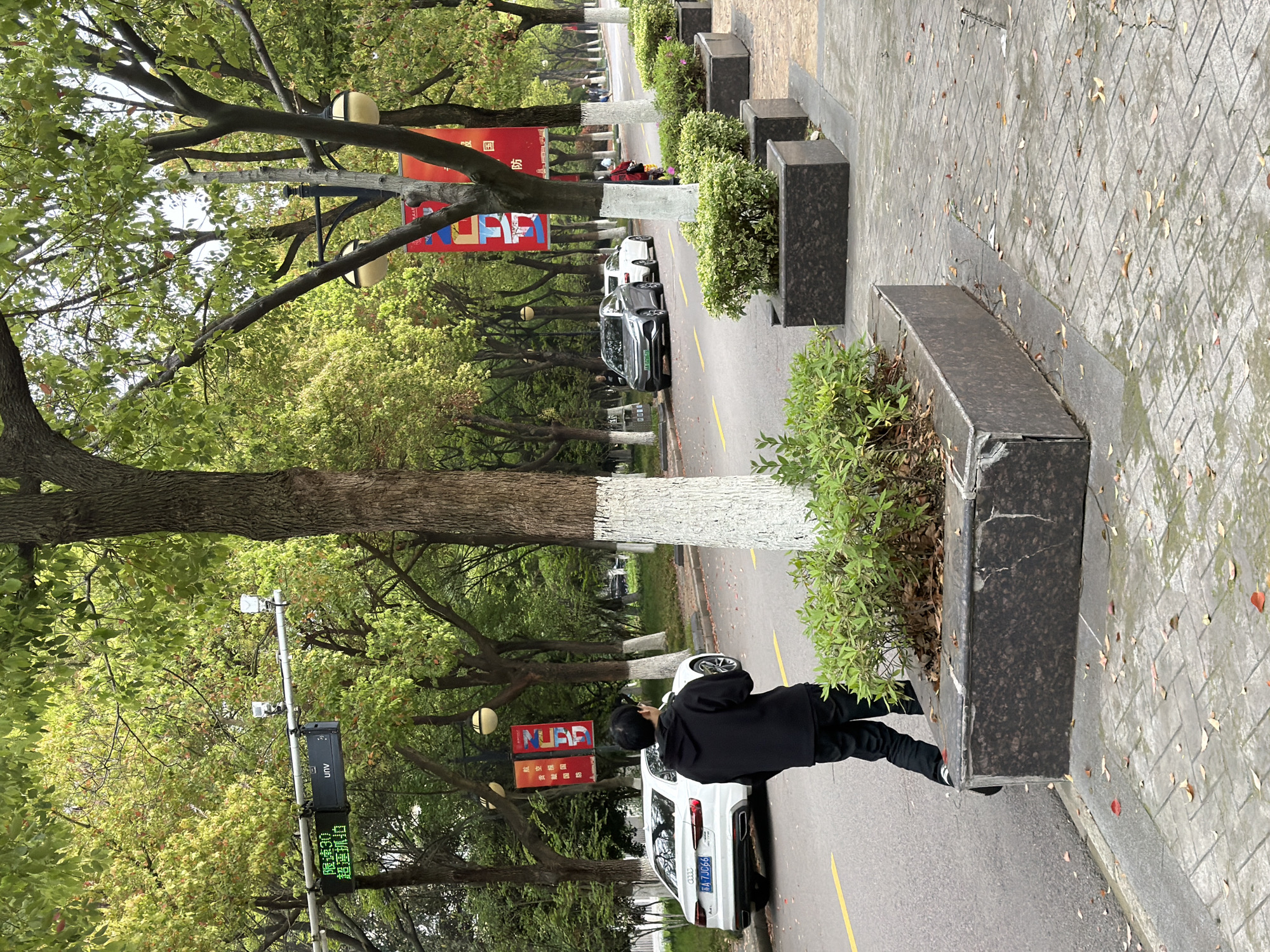 Here's a detailed description of the image:
**Setting and Environment:** The image appears to be taken on a tree-lined street in Jiangning District, China. The street has trees planted along the roadside, some with their lower trunks painted white. There are planters on the sidewalk and signs in Chinese characters attached to some of the trees. The day appears overcast.
**People:** A single person wearing a black hooded jacket and black pants is visible, standing on the side of the road and appearing to be photographing a white car.
**Objects:** Several cars are parked on the street. A white Audi is parked close to the person taking the photo. Streetlights with globe-shaped lamps are mounted on the trees. Traffic surveillance equipment is present, including a camera and signage with Chinese characters and the brand "unv". The license plate number on the car nearest to the person is A-7JC66.
**Actions and Interactions:** The visible person is engaged in taking a photograph. The cars are parked along the side of the road.