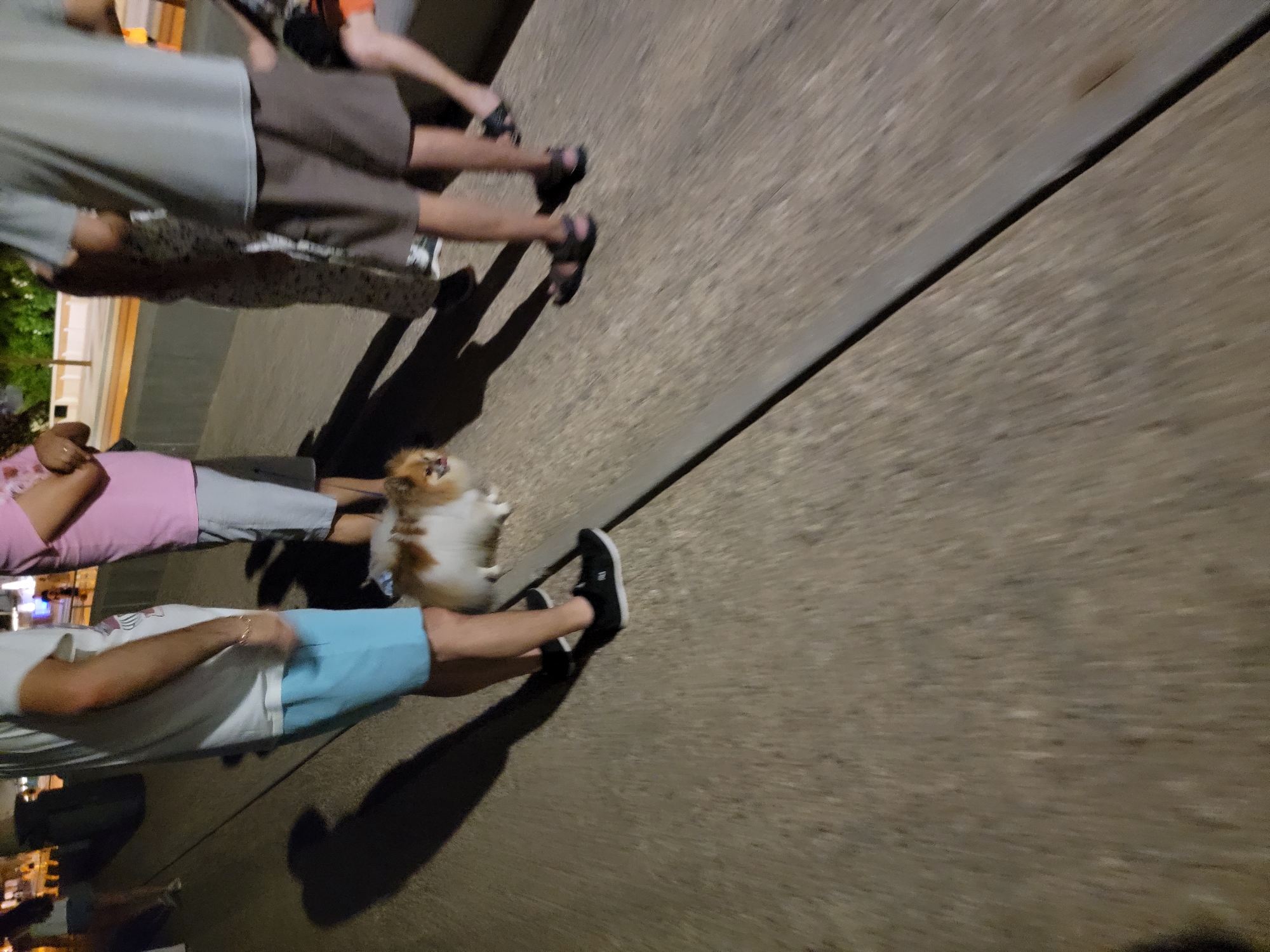 The image shows a group of people walking on a paved pathway. In the foreground, a person wearing a white t-shirt and light blue shorts is walking with a small, fluffy, tan and white dog on a leash. The dog is looking towards the right side of the frame. To the left of this person, another person is partially visible wearing a white t-shirt. Behind them, a person in a pink t-shirt and grey shorts is walking. Further back, another person in a grey t-shirt and dark shorts is visible. The pathway appears to be made of textured concrete or asphalt, with a raised darker line running diagonally across the image. In the background, there are glimpses of buildings and vegetation, suggesting an outdoor urban environment. This scene is consistent with a location along the Quarteira promenade, a popular area in Quarteira, Portugal, known for its pedestrian walkways and proximity to the beach. The lighting suggests it is either dusk or early evening.