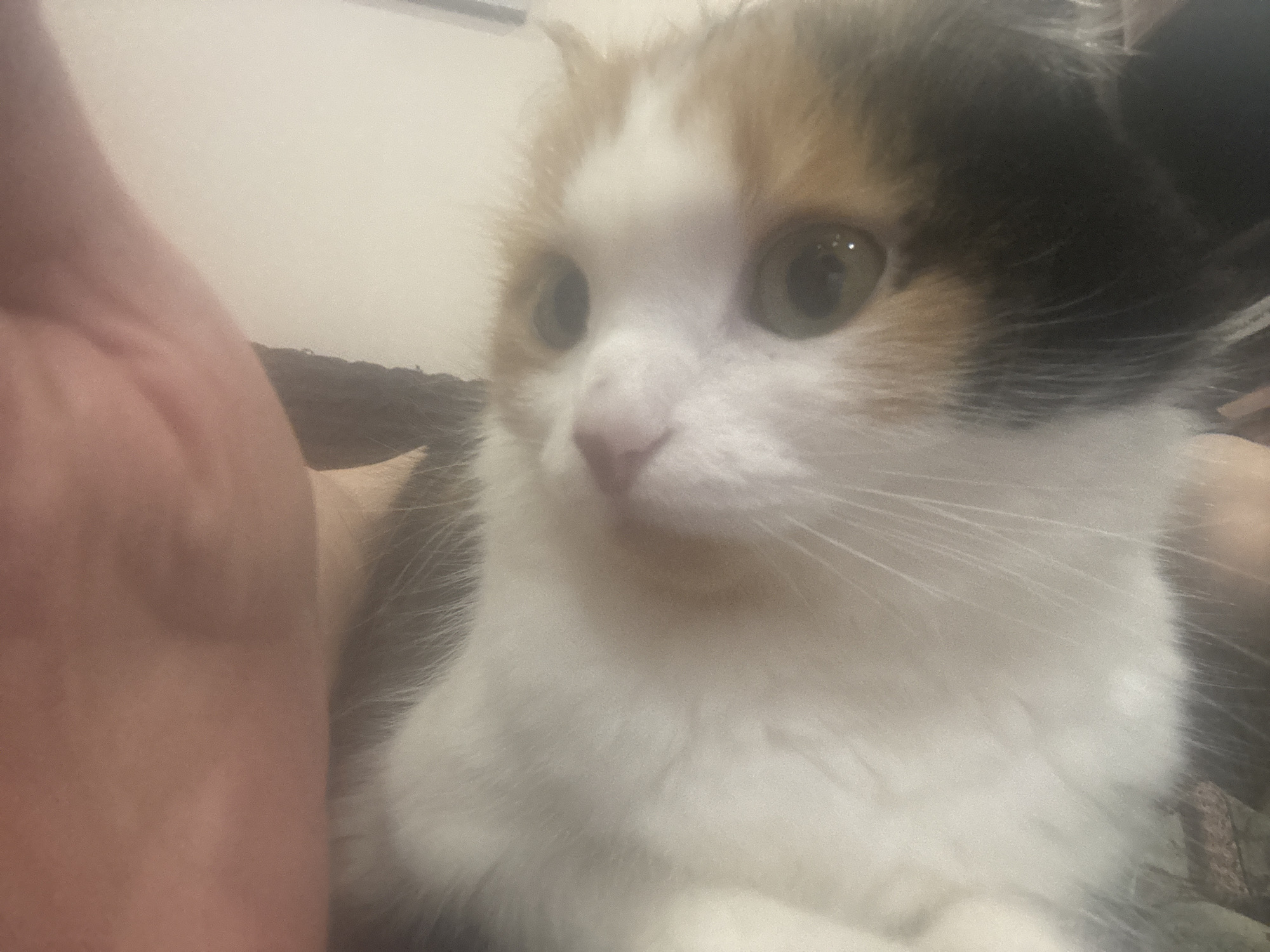 A close-up shot of a calico cat with large, expressive eyes. The cat's fur is predominantly white with patches of orange and black. The cat's face is turned slightly to the right, and a human arm or shoulder is visible on the left side of the frame. The background is blurry, with a hint of interior furnishings. The location, Sochi, Russia, cannot be determined from the image.