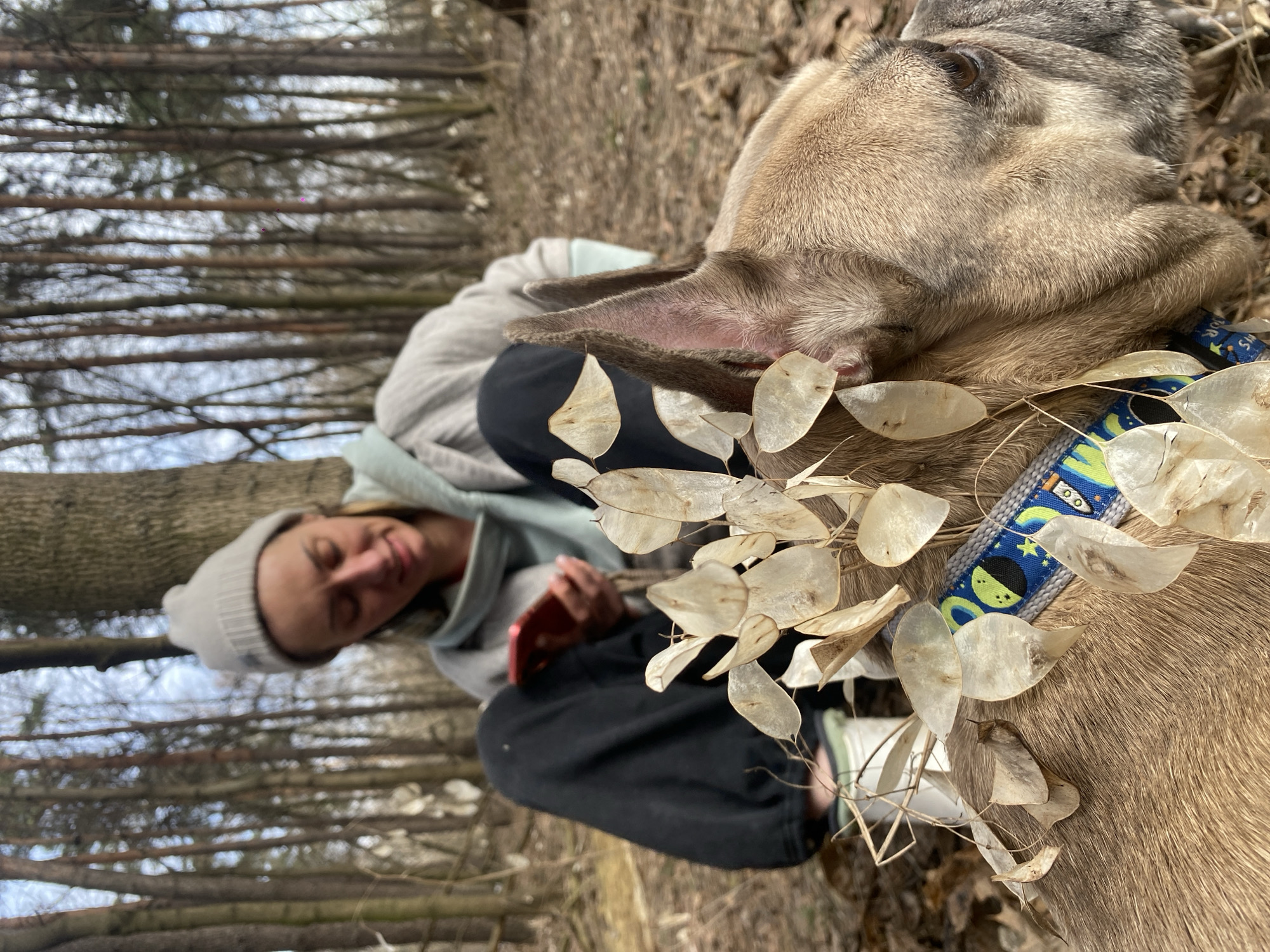 An adult female is seated on the ground in a wooded area within the city of Moscow, Russia. She wears a light grey knit beanie, a light grey hooded jacket, and dark trousers. She holds a red smartphone in both hands and looks down at the device, displaying a slight smile. In the foreground, a fawn-colored dog, resembling a French Bulldog, is positioned with its head and upper back visible, facing towards the right. The dog wears a blue collar adorned with a space-themed pattern featuring rockets and planets. Numerous translucent, disc-shaped seed pods are entangled within the dog's fur, particularly around its neck and shoulders, and on its collar. The dog's muzzle exhibits grey fur, suggesting maturity. The environment consists of a dense arrangement of bare tree trunks, indicating a forest or park setting, with the ground covered in fallen leaves and dry vegetation. Daylight is visible through the tree canopy.