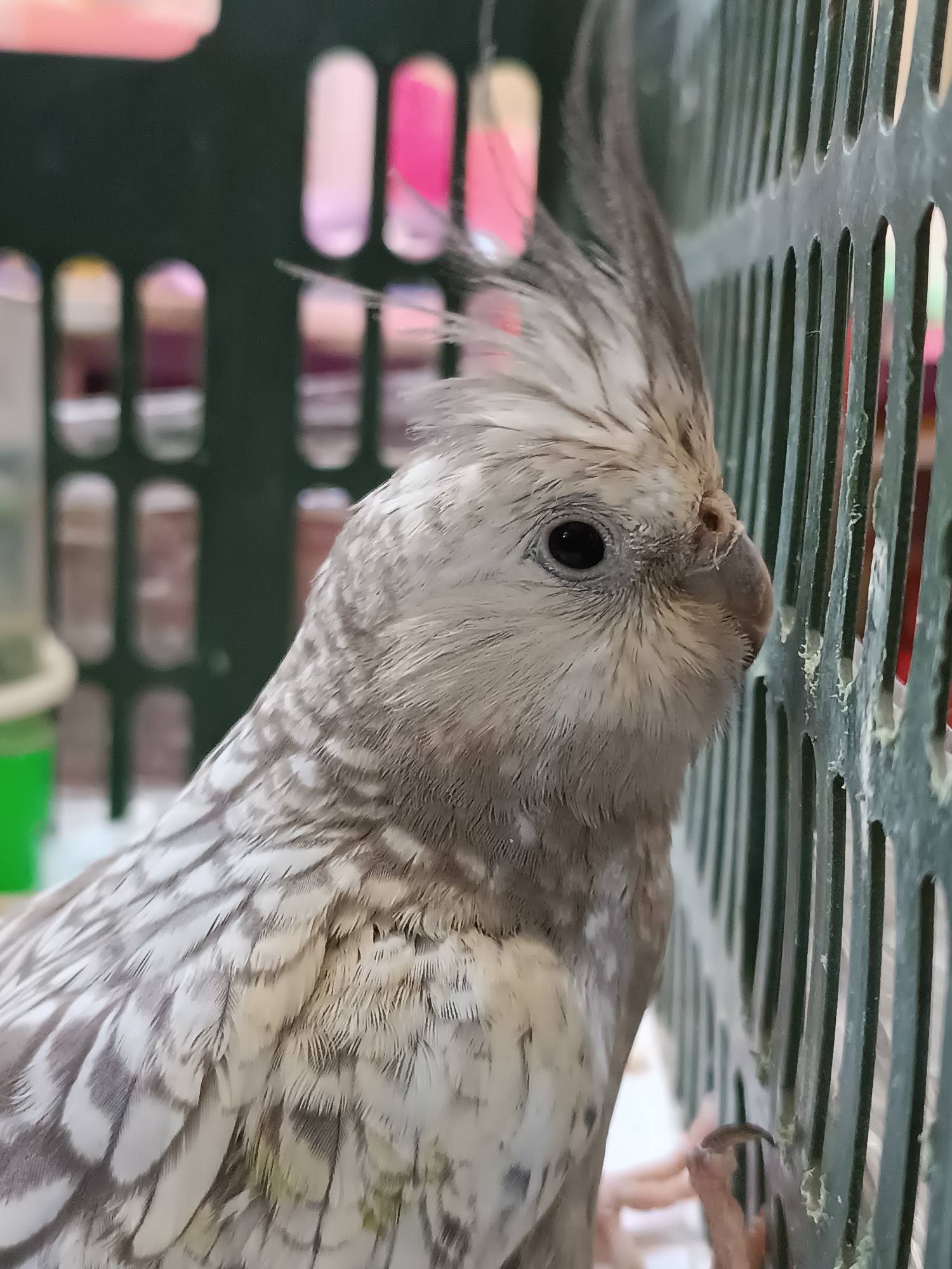A pale grey cockatiel with a prominent crest is positioned in the foreground, facing right, with its head turned to observe something beyond the frame. The bird is inside a green cage, with the bars of the cage visible on the right side of the image. The background is out of focus and shows colorful shapes, possibly other birds or decorative elements within the cage. There is a green object on the left side of the image which could be a water or food dispenser. No specific location within the city of Dangir, Uzbekistan can be determined from the image.