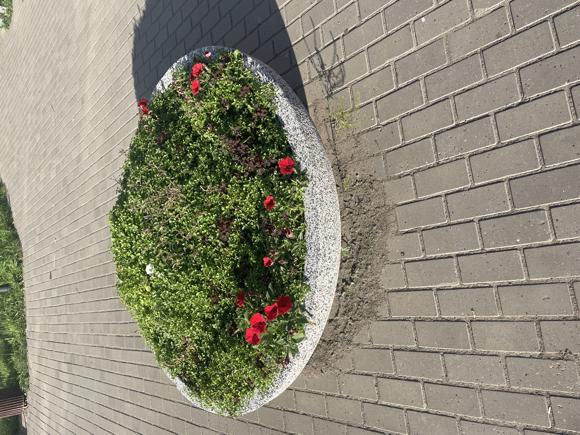 An elevated, wide shot shows a circular planter filled with lush green plants and scattered red flowers. The planter is situated on a gray brick walkway that is bathed in bright sunlight, casting long shadows. The walkway appears to be part of a public outdoor space, possibly a park or plaza. In the background, the walkway continues and is bordered by a strip of green grass and a dark cylindrical object that resembles a trash can. The scene is static and does not show any people or animals.