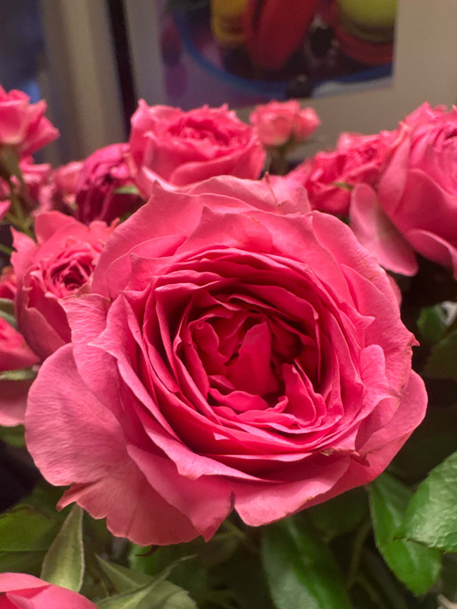 A close-up, eye-level, vertical shot showcases a bouquet of vibrant pink roses. The focus is on a large, fully bloomed rose in the foreground, its velvety petals unfurling in intricate layers. Smaller, budding roses and lush green leaves fill the background, creating a soft, blurred backdrop. The lighting is dim, highlighting the rich colors of the flowers. The scene appears to be indoors, possibly in a home or event space in Almaty, Kazakhstan. No people are visible in the image, and the roses are static, suggesting they are arranged as a decorative element. The image captures a moment of natural beauty and simple elegance.