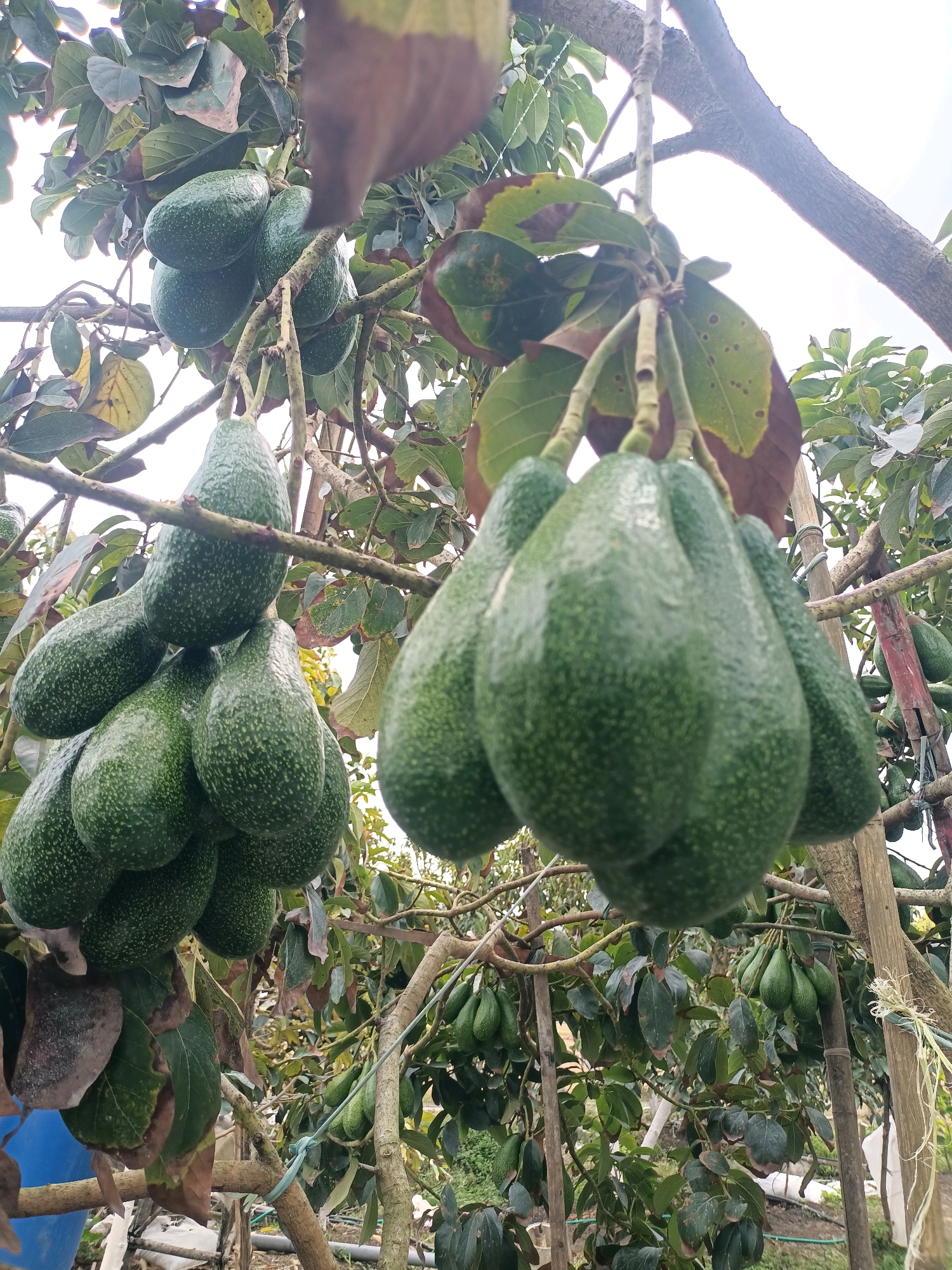 This is a close-up, eye-level shot of a cluster of ripe avocados hanging from branches of an avocado tree. The avocados are a deep green color with a textured skin. They are large and appear to be of a variety with a slightly elongated shape. The tree branches are brown and rough, with some leaves that are also green, but some showing signs of browning and decay. The background is slightly blurred, showing more avocado trees and foliage, suggesting an orchard or plantation. The sky is overcast and white, indicating a cloudy day. The image appears to have been taken outdoors, in what could be a rural agricultural setting. There are no people visible in the image. The specific location in Trenggalek, Indonesia, is not discernible from the image itself.