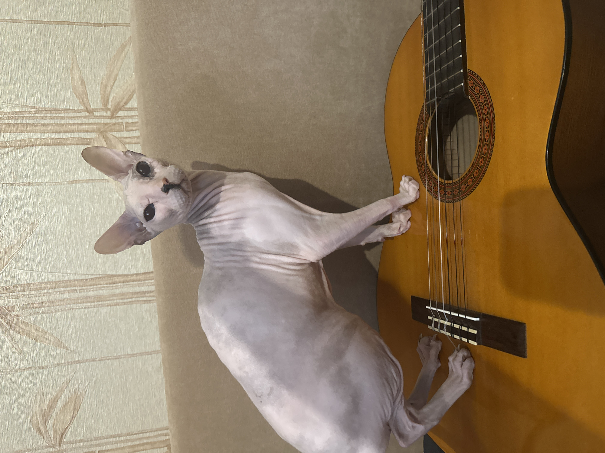 A hairless cat with a light pink body and dark markings on its face and ears is sitting on a wooden acoustic guitar. The cat is positioned on its hind legs with its front paws resting on the guitar's fretboard, appearing to be interacting with the strings. The guitar has a natural wood finish and a soundhole with decorative inlay. The background consists of a beige sofa and textured wallpaper with a bamboo-like pattern. The lighting appears to be indoor, possibly from a flash, casting a shadow of the cat on the background. The scene is indoors, in a domestic setting. There is no information provided regarding the location in Togliatti, Russia.