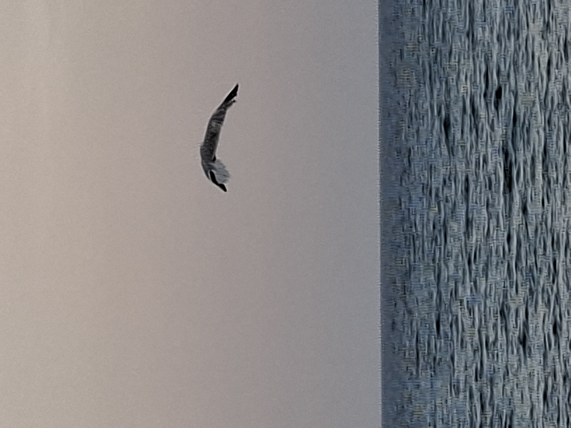 The image shows a close-up of a torn piece of paper or fabric, possibly a label or a sticker, suspended in the air against a light-colored background. The object is predominantly gray and white, with some darker markings that suggest it's made of fibrous material. It appears to be caught in some kind of airflow, as it's contorted in a way that suggests movement. To the right of the torn piece, a textured surface, likely a woven fabric or a wall covering, is visible. This textured surface is predominantly blue and gray, with a distinct woven pattern. There is no text visible in the image, nor any clear indication of a specific time of day or weather conditions. The setting appears to be indoors, possibly a room or a studio, given the controlled lighting and the presence of the textured background. No people are visible in the image. The overall impression is one of abstract detail, focusing on texture and form rather than a narrative scene.