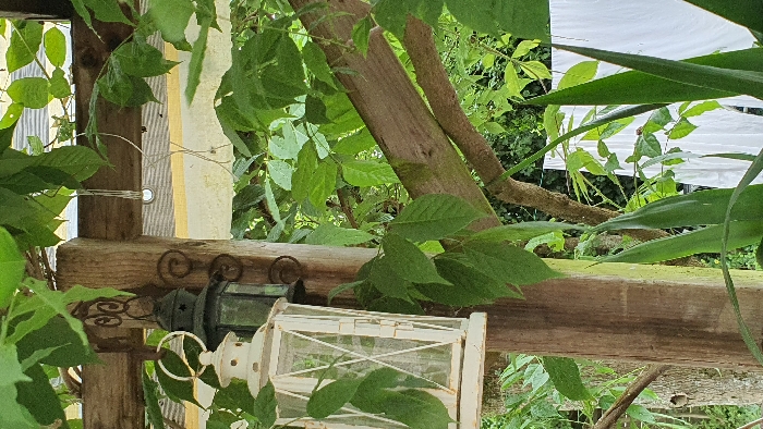 The image is of a wooden trellis with two lanterns hanging from it. The trellis is overgrown with green leaves, and the lanterns are made of metal. The white lantern is in the foreground and is more clearly visible. The black lantern is in the background and is obscured by the leaves. The trellis is located in the city of Libourne, France. The coordinates are 44.907 latitude and -0.238 longitude. The scene is in a garden, with large leaves and a white sheet visible behind the trellis. There is a tree in the background.  The image is taken from a low angle, looking up at the trellis.  The sun is shining, but the leaves are casting shadows.