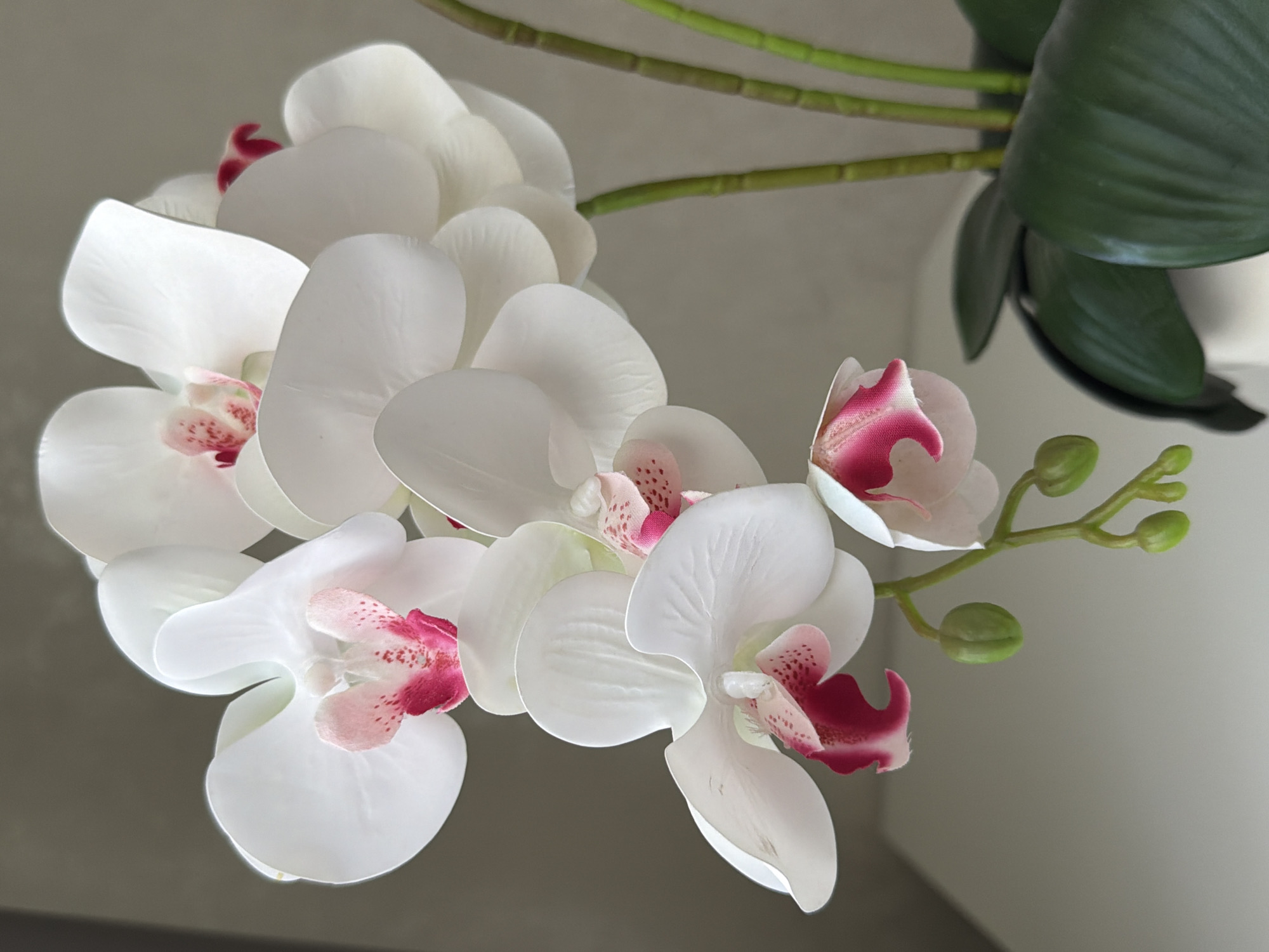 A close-up, low-angle studio shot captures a branch of white orchid flowers with pink and fuchsia accents. The orchids are arranged in a cascading manner, with some in full bloom and others as green buds. The background is a neutral, mottled gray wall, and the foreground shows the dark green leaves of the plant and a portion of a white pot. The lighting is soft and diffuse.