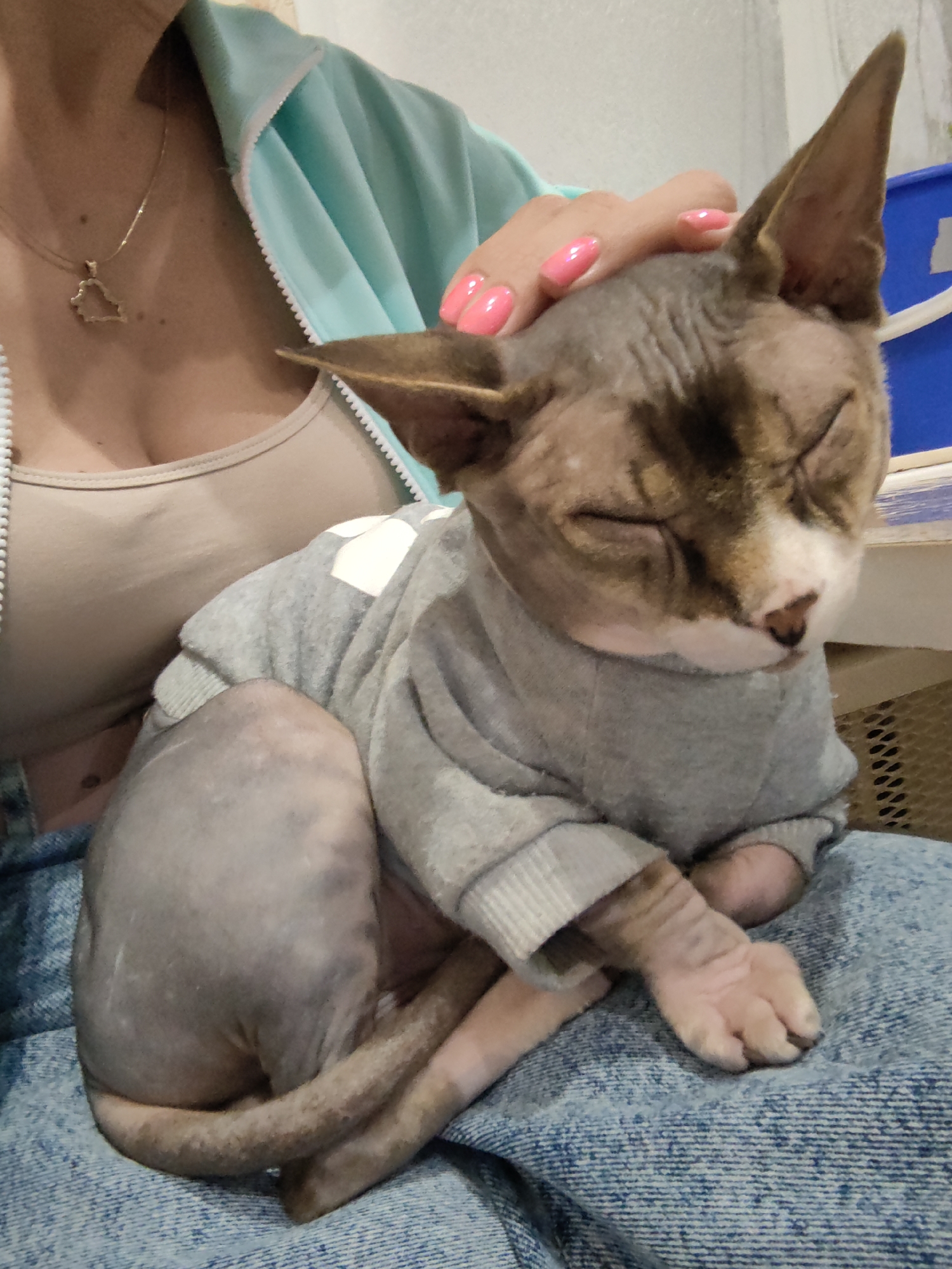 In the city of Myadzyel, Belarus, a partially visible person, wearing a light beige tank top and a teal athletic jacket, is holding a hairless cat. The cat is wearing a light gray hooded sweatshirt. The person's hand, with bright pink painted fingernails, is resting on the cat's head, stroking it. The cat's eyes are closed, and it appears relaxed. The scene is taking place indoors, as suggested by the indoor lighting and background elements. The person is seated, and the cat is resting on their lap. The background includes a blue object and a woven texture, possibly a mat or furniture. The overall impression is one of comfort and affection between the person and the cat.