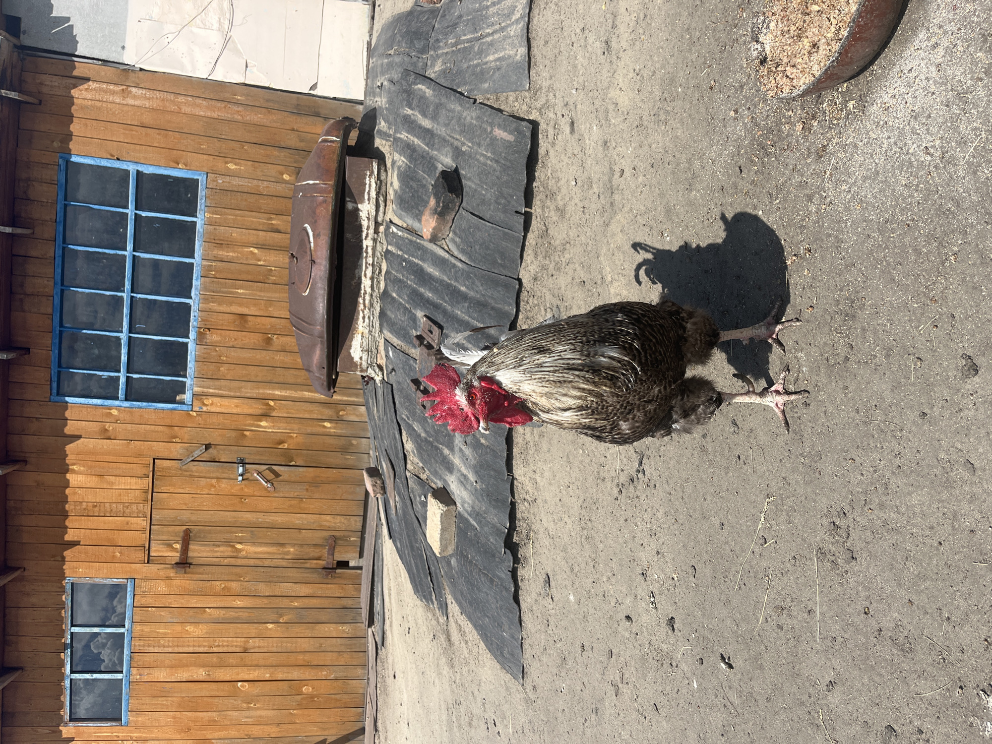 A rooster stands in the foreground on a dirt ground in front of a weathered wooden building in the village of Sukhrinskoye, Russia. The building has a large wooden door with a rusty latch and two windows with blue frames. One window has three panes, and the other has six panes. A dark, corrugated material is spread on the ground in front of the building, partially covered by a rusty, oval-shaped object. A metal trough filled with feed is visible to the right of the rooster. The rooster is facing forward with its comb prominently displayed. The ground is uneven and scattered with small debris.