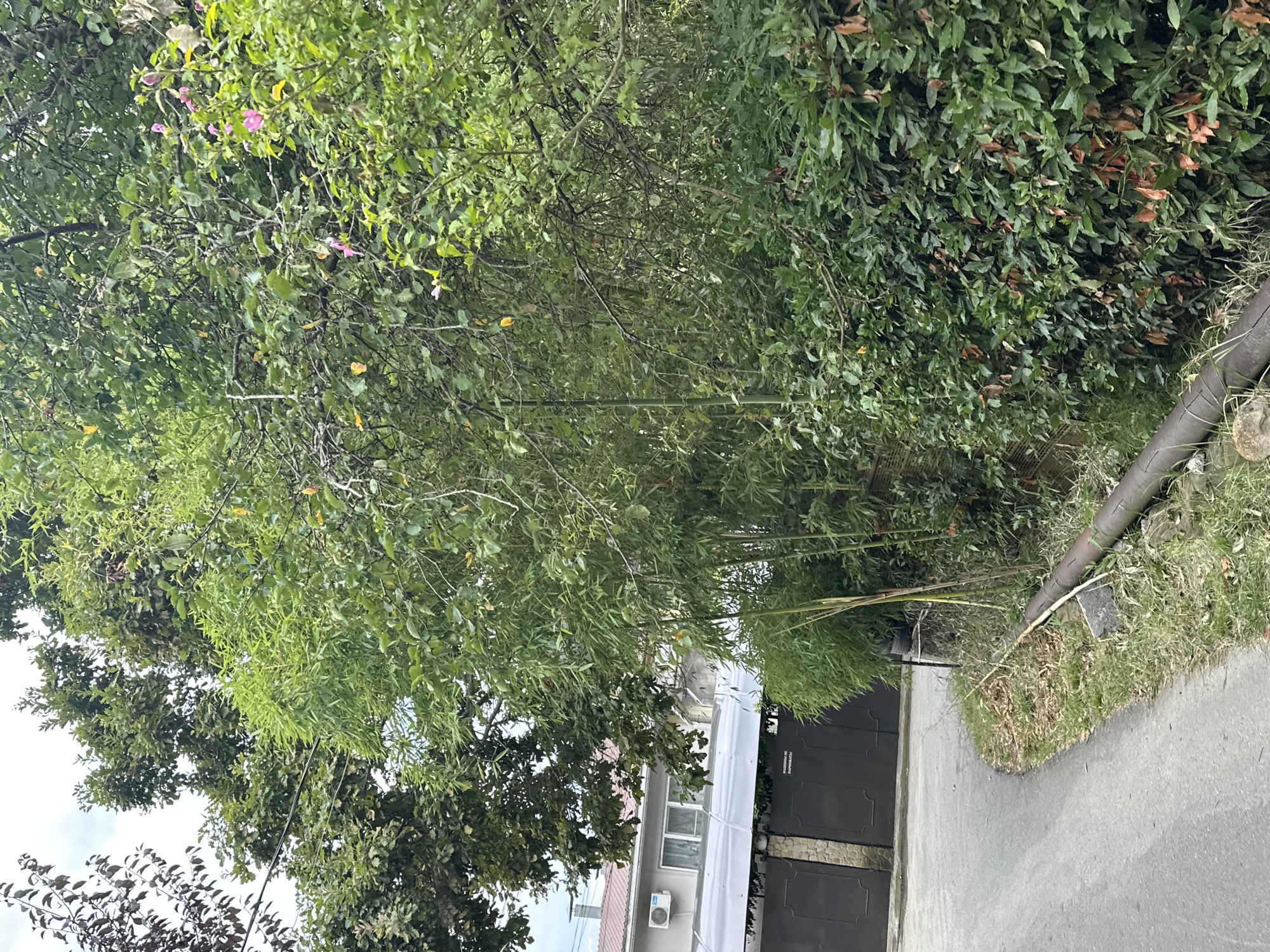 The image shows a narrow paved road curving to the left, bordered by vegetation. On the left side of the road, there is a section of a building with a tiled roof and large dark-colored gates. An air conditioning unit is visible on the building's exterior. A tall hedge or dense foliage lines the right side of the road, with bamboo visible behind it. In the foreground, a large metal pipe runs along the edge of the road, partially covered by grass and dry leaves. The sky is overcast. This scene is consistent with the environment found in Sochi, Russia, a city known for its subtropical climate and abundant vegetation.