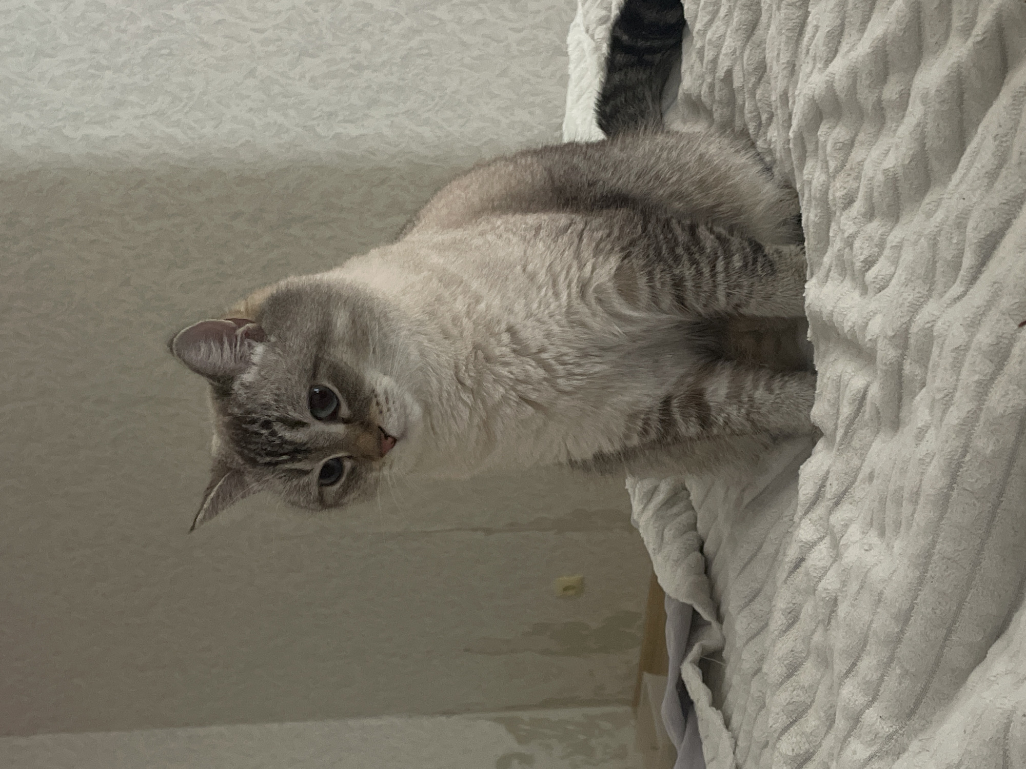 A light-colored cat with tabby markings and blue eyes sits on a textured, off-white blanket. The cat is facing to the left of the frame with its head tilted down. The background consists of a wall with a textured wallpaper pattern. The scene appears to be indoors, likely in a residential setting within Votkinsk, Russia. There are no other discernible subjects or objects in the image.
