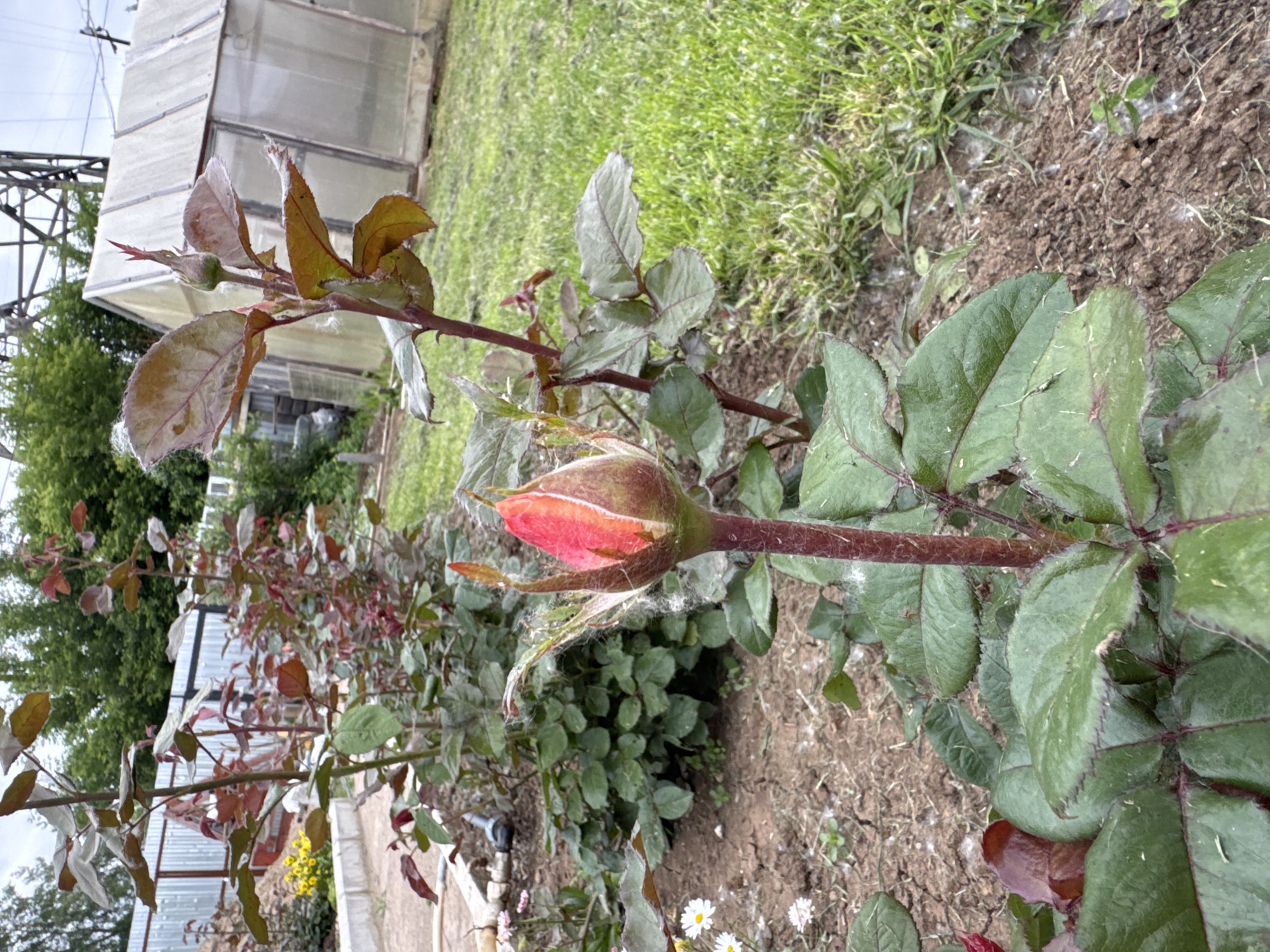 This image captures a close-up view of a rose bush with a single bud prominently featured in the foreground. The rose bud is a vibrant pink and orange, partially unfurled, and surrounded by green leaves. The bush is planted in dark soil, which appears dry and cracked in some areas. In the background, a greenhouse with a translucent roof is visible, along with a metal fence and lush green grass. A tall metal structure, likely part of a power line tower, is also visible in the upper right quadrant of the image. The overall environment suggests an outdoor garden setting, possibly a backyard or allotment in Chaikovsky, Russia, given the presence of a greenhouse and garden plants. The lighting indicates it is daytime, with overcast skies contributing to a diffused light. There are no people or animals present in the image.