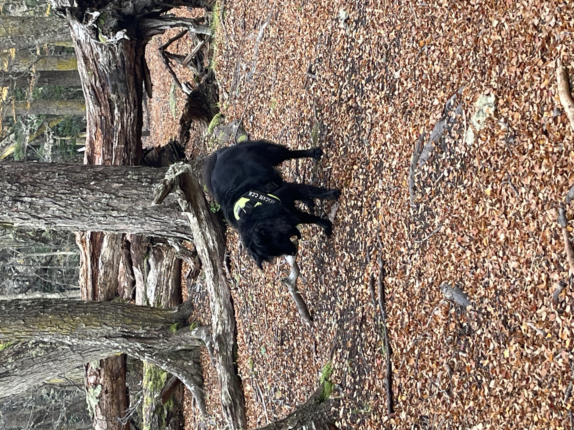 The image depicts a black dog with a yellow vest reading "RESCATE C.C.E." holding a stick in its mouth. The dog is standing on a ground covered in brown leaves, next to trees. The location is in a wooded area, possibly near Ushuaia, Argentina.