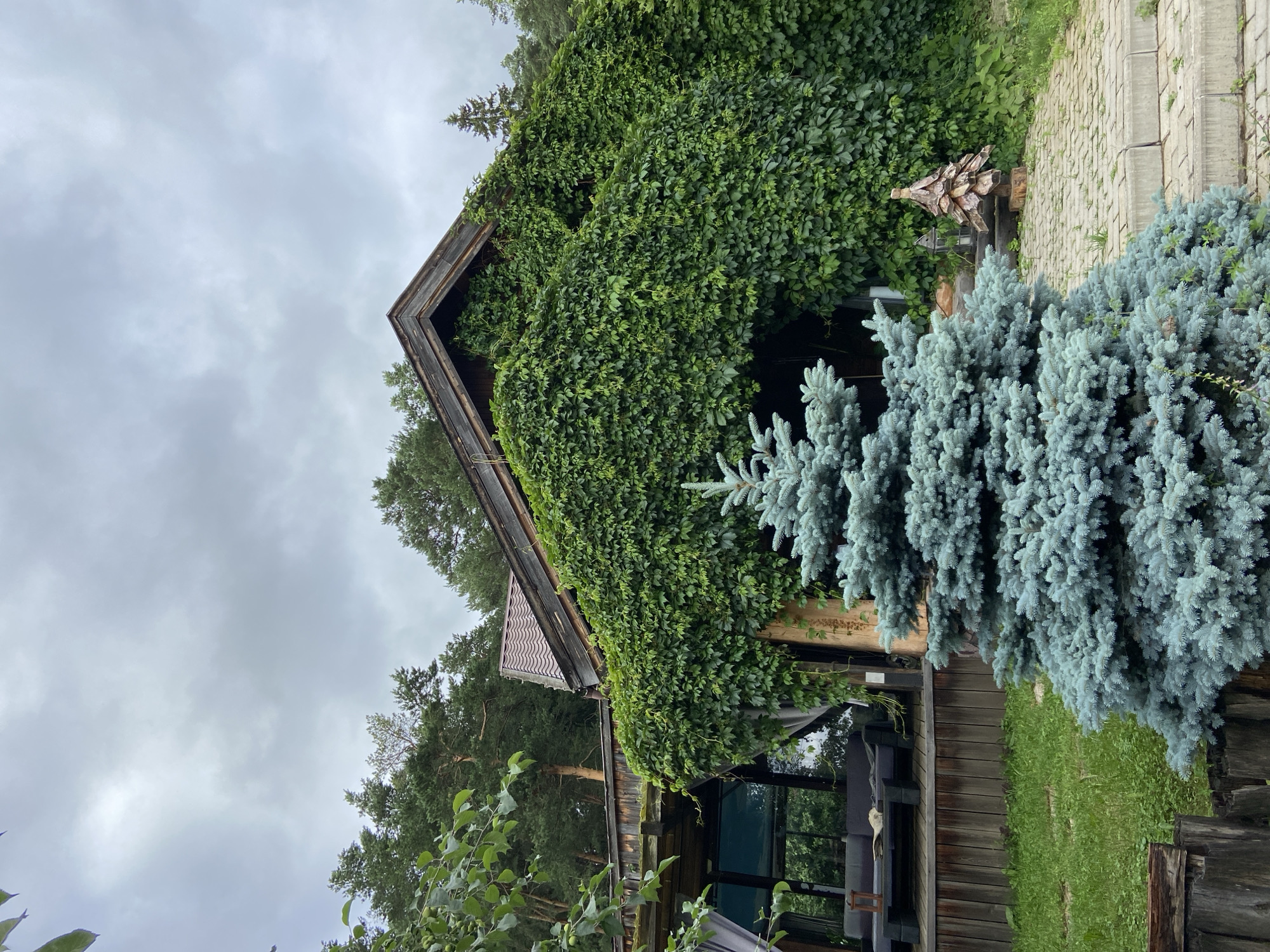 The image depicts a house partially covered in lush green ivy, with a blue spruce tree in the foreground. The house has a wooden exterior and a tiled roof. To the left of the house, there is a covered porch with outdoor furniture, including a sofa and a coffee table. The ground in front of the house is paved with stone slabs and surrounded by green grass. In the background, tall evergreen trees are visible, suggesting a natural or semi-rural setting. The sky is overcast, indicating cloudy weather. The scene is static with no visible people or animals. The location is not specified to be in Votkinsk, Russia, or any other city.