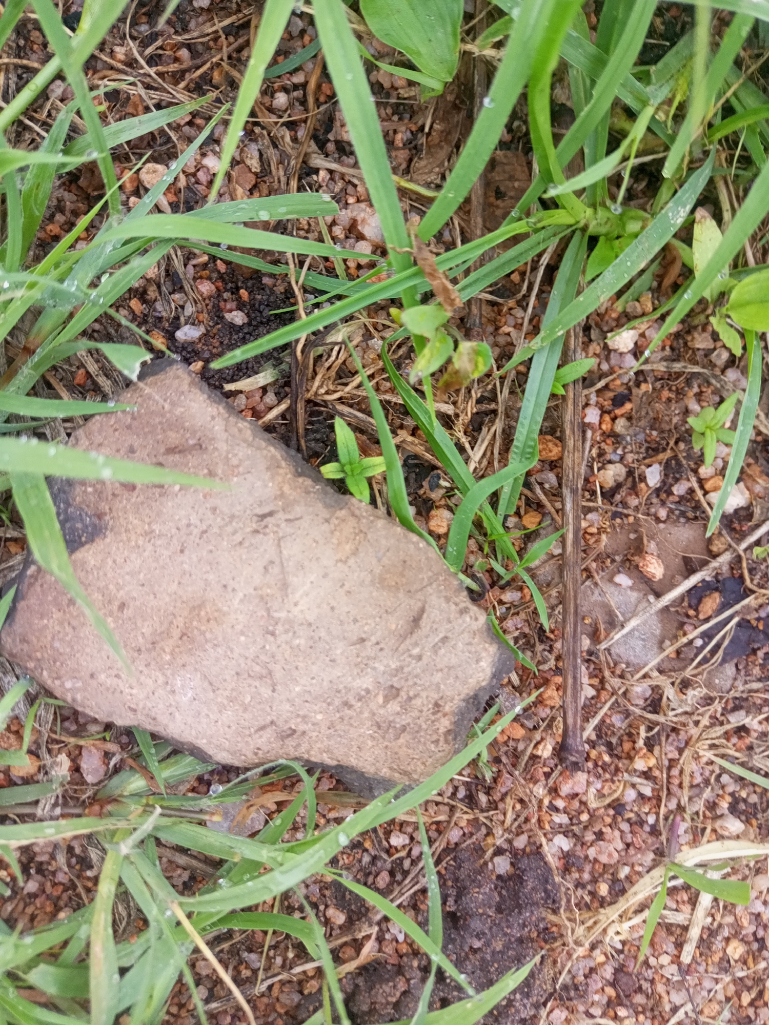 The image shows a close-up, top-down view of a flat, light brown stone partially covered by blades of green grass. The stone is situated on a surface of small, reddish-brown pebbles and dry grass. The environment appears to be outdoors, likely in Zinna, Nigeria, given the context. There are no people or animals visible in the frame. The focus is on the texture and composition of the ground, stone, and vegetation.