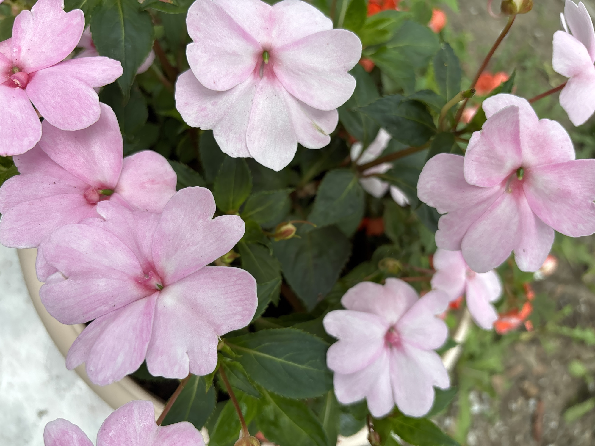 A close-up, top-down view of light pink impatiens flowers in a planter. The flowers have five petals each, with a lighter pink or white hue towards the edges and a deeper pink in the center. Some green leaves are visible, interspersed with the flowers. The background is blurred, showing hints of a light-colored surface, possibly a pot rim, and a darker, out-of-focus ground. There are no people or discernible landmarks indicating the location in Blagoveshchensk, Russia.