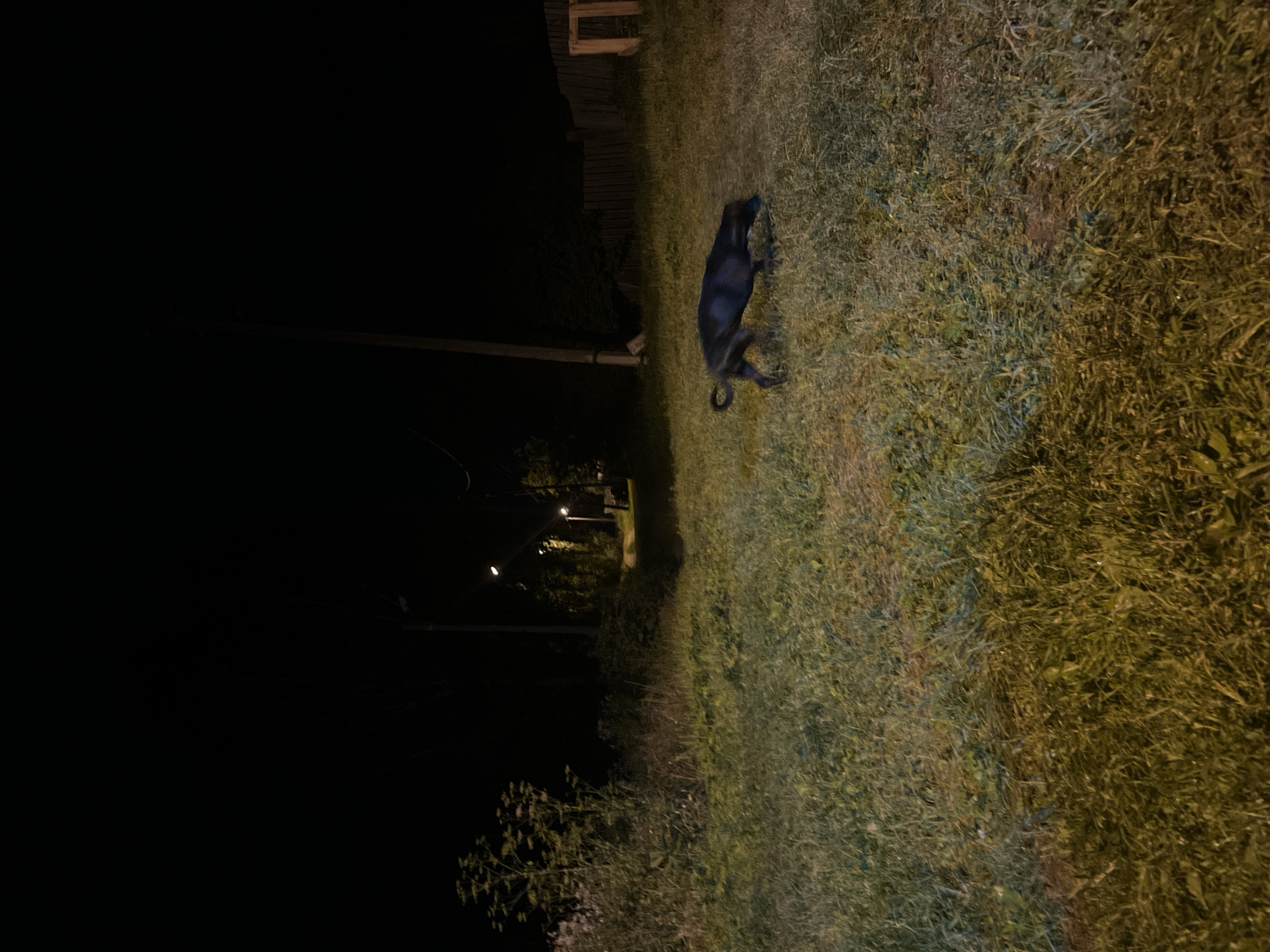 A black dog is walking through a grassy area at night. There are streetlights visible in the background, casting a dim glow on the scene. A wooden fence and some vegetation are also present. The image appears to be taken in a rural or suburban area. The location in Nizhny Tagil, Russia is not evident from the image.