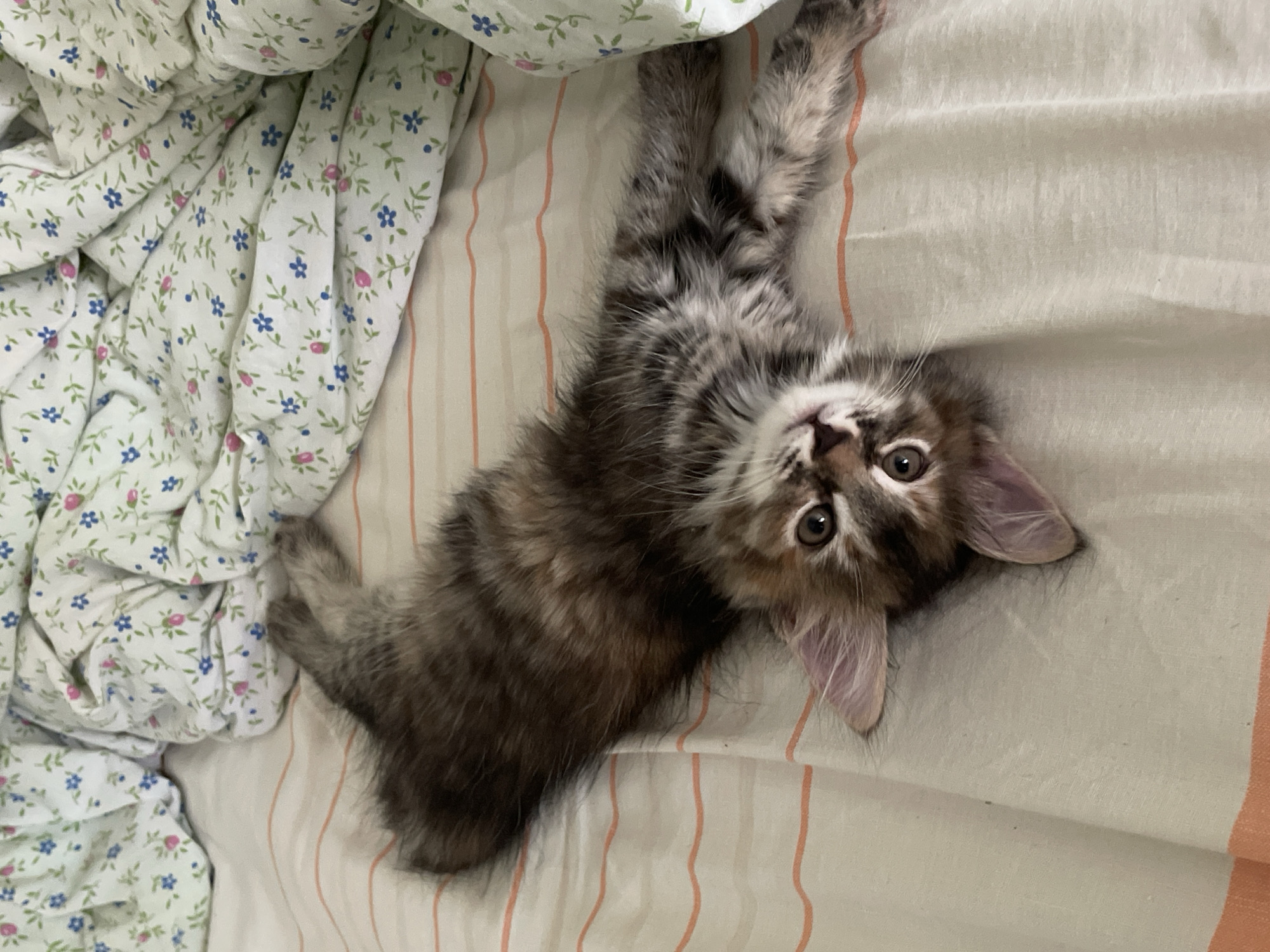 A fluffy, gray and brown tabby kitten is lying on its back on a striped bedspread with floral patterned sheets pulled up around it. The kitten is looking at the camera with large, dark eyes. Its paws are extended upwards and its tail is curled slightly. The background consists of rumpled floral sheets with blue and pink flowers. The lighting suggests it is daytime.