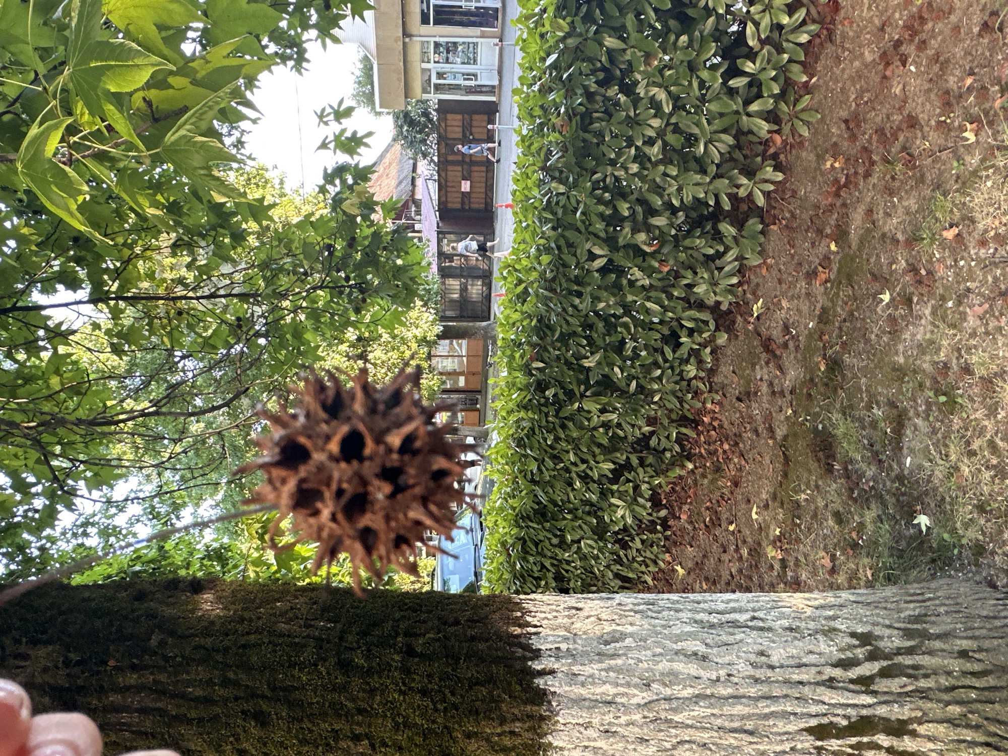 The image shows a close-up of a spiky seed pod hanging from a tree branch in Sochi, Russia. The tree trunk is on the left side of the frame, with rough bark and a white band painted around its base. Green leaves and branches of the tree fill the upper portion of the image, with sunlight filtering through. In the background, a neatly trimmed green hedge runs horizontally across the frame. Beyond the hedge, a street is visible with a few people walking and a car parked. Buildings and wooden fences are also present in the distance. The ground in the foreground is covered with dry leaves and debris.