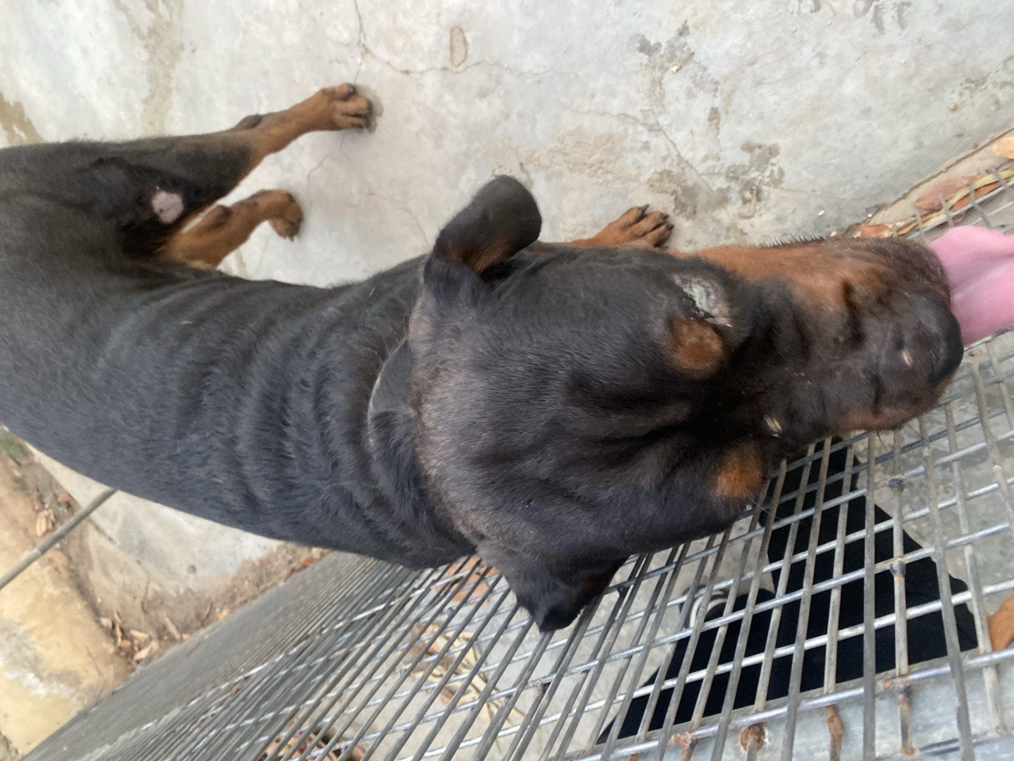 A Rottweiler dog is lying on its side on a concrete floor, with its head resting on a metal grate. The dog's body is mostly black with some tan markings on its head and legs. Its tongue is sticking out, and it appears to be panting. The concrete floor is cracked and dirty, and there are some fallen leaves scattered around. The metal grate is made of thick wires and is rusty in some places. The background shows more concrete and some brown dirt. The overall scene suggests an outdoor enclosure or kennel, likely in a warm climate given the dog's panting. The image is taken from a top-down perspective. There is no visible text.