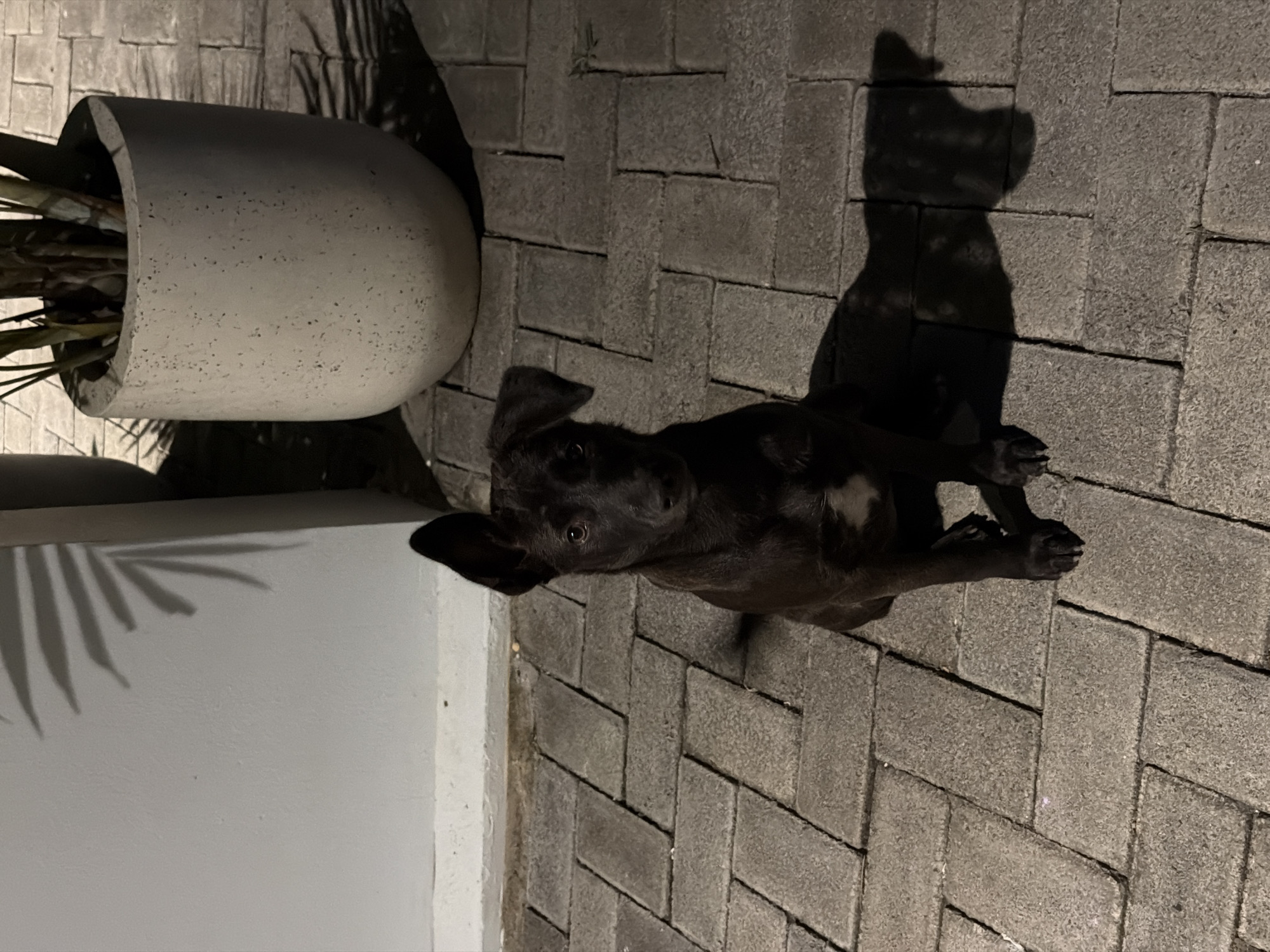 A black dog stands on a brick-paved ground next to a potted plant in Kuta Selatan, Indonesia. The dog casts a shadow on the ground.