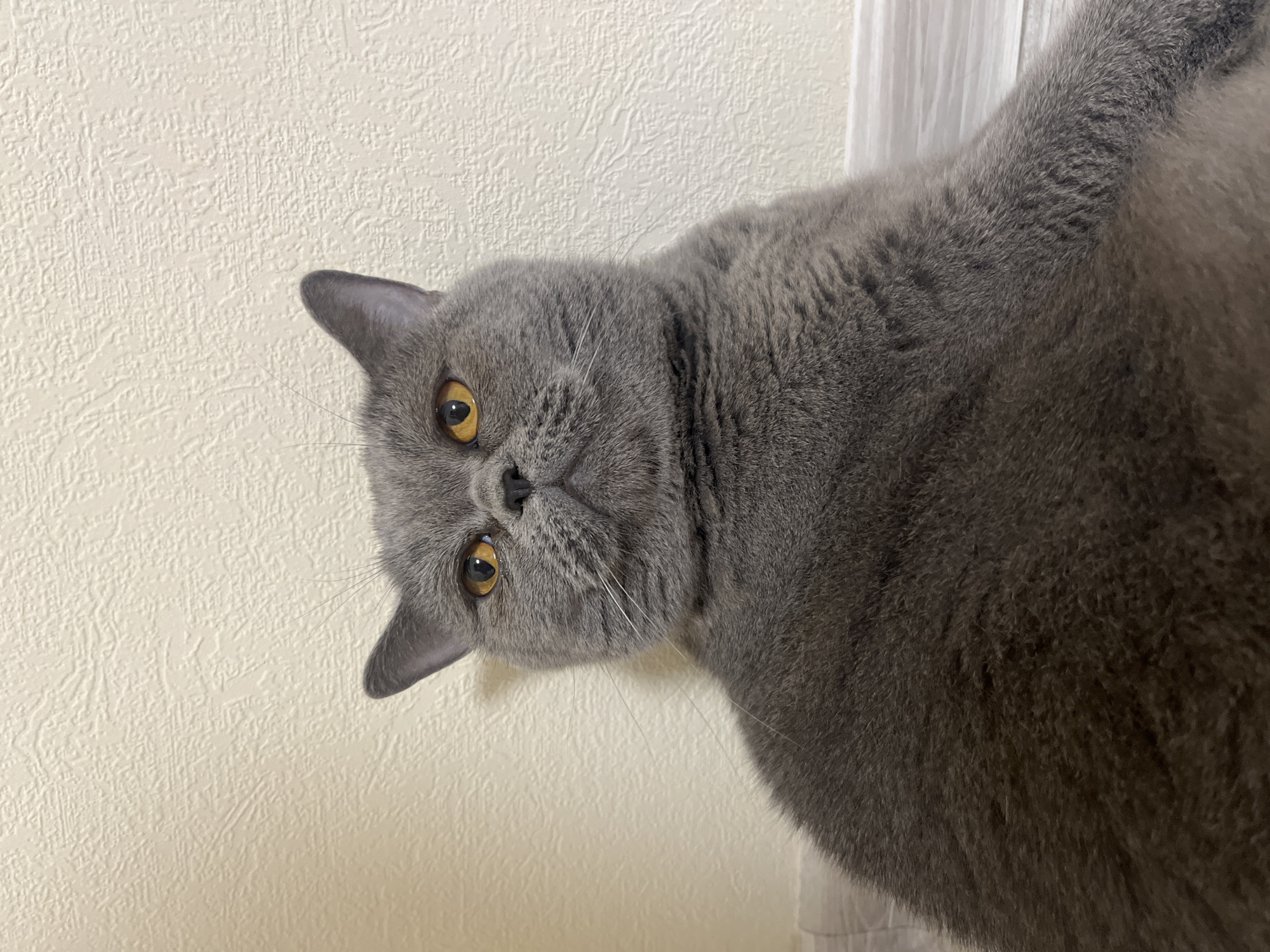 A British Shorthair cat with grey fur and orange eyes sits in front of a textured beige wall. The cat is positioned in the lower half of the frame, with its head and upper body visible. Its ears are perked, and it is looking slightly upwards and to the left. The background is a plain, textured wall, and a light-colored baseboard is visible along the bottom of the image. The floor appears to be wooden. There is no information about the location in Saint Petersburg, Russia.